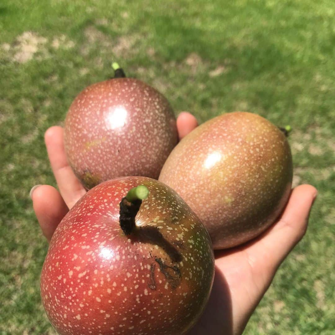 大村 奈央さんのインスタグラム写真 - (大村 奈央Instagram)「1月のオーストラリア🇦🇺 Maroubra/ Goldcoast- Australia 🍍 #maroubra #goldcoast #australia #passionfruit #マルーブラ #ゴールドコースト #オーストラリア #パッションフルーツ #worldtraveler #travel #旅 #世界のいろんなこと」2月5日 20時06分 - naoomura