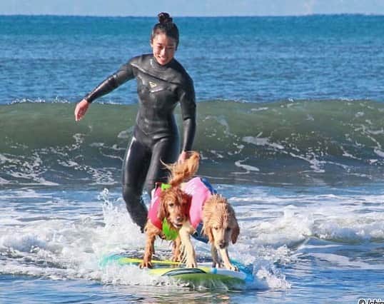 大村 奈央さんのインスタグラム写真 - (大村 奈央Instagram)「1月の海遊び🌊❄️ Play in the water🐶🐶 #goldenretriever #surfing #surfingdog #dog #ゴールデンレトリバー #犬 #ベルサニ」2月5日 20時10分 - naoomura