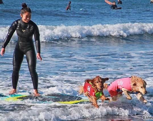 大村 奈央さんのインスタグラム写真 - (大村 奈央Instagram)「1月の海遊び🌊❄️ Play in the water🐶🐶 #goldenretriever #surfing #surfingdog #dog #ゴールデンレトリバー #犬 #ベルサニ」2月5日 20時10分 - naoomura