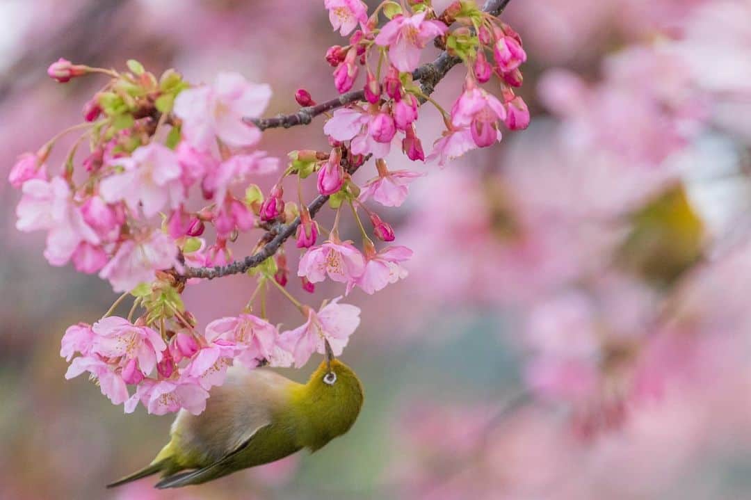 鹿児島よかもん再発見さんのインスタグラム写真 - (鹿児島よかもん再発見Instagram)「吉野公園の河津桜や梅にとまるメジロたち(^-^)/ 今年は例年よりも多い！らしい  そのため、初の野鳥撮影もなんとなく撮りやすかったです  春はもうそこまできています。。 ※ランチ、グルメなどは @kagoshimayokamon.gourmet  に移行しています。  #鹿児島 #鹿児島観光 #吉野公園 #河津桜 #メジロ」2月5日 20時19分 - kagoshimayokamon