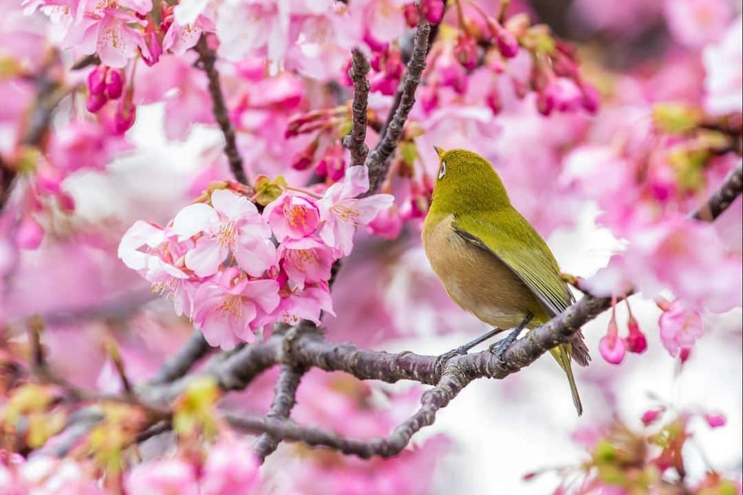 鹿児島よかもん再発見のインスタグラム：「吉野公園の河津桜や梅にとまるメジロたち(^-^)/ 今年は例年よりも多い！らしい  そのため、初の野鳥撮影もなんとなく撮りやすかったです  春はもうそこまできています。。 ※ランチ、グルメなどは @kagoshimayokamon.gourmet  に移行しています。  #鹿児島 #鹿児島観光 #吉野公園 #河津桜 #メジロ」