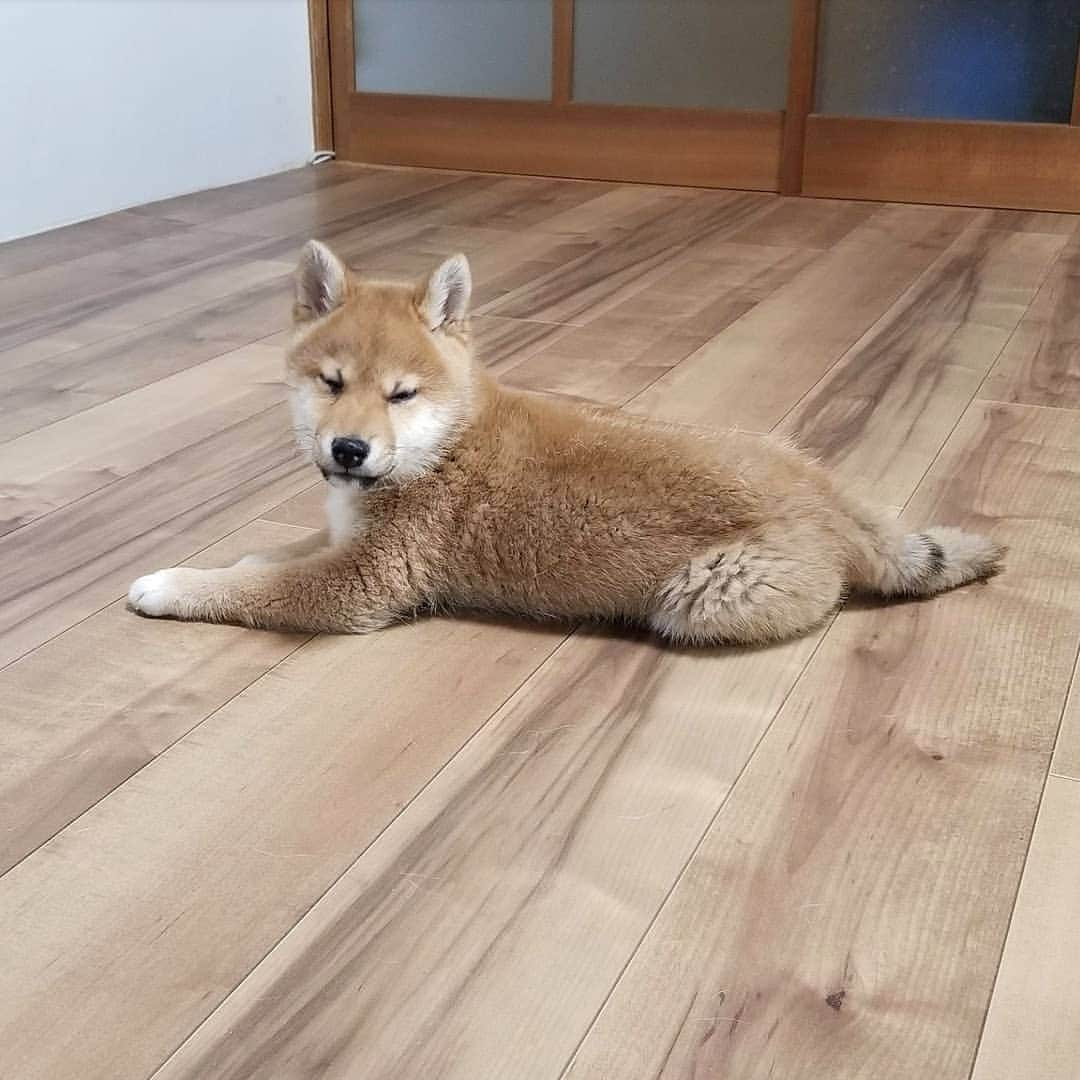 柴犬たま Shibainu Tamaさんのインスタグラム写真 - (柴犬たま Shibainu TamaInstagram)「これは完全にただのミケ😂😂 * Caption trans🇬🇧 Toro is a complete copy of Meekeh😂😂 * #たま家族 #ミケbaby #柴犬トロ #生後100日目 #ママ似 #ブサ顔 #かなりひし形 #あくび #ふわもこ #柴犬 #shiba #shibainu #shibastagram #犬 #dog #柴犬子犬 #子犬 #shibapuppy #shibainupuppy #puppy」2月5日 20時39分 - tama7653