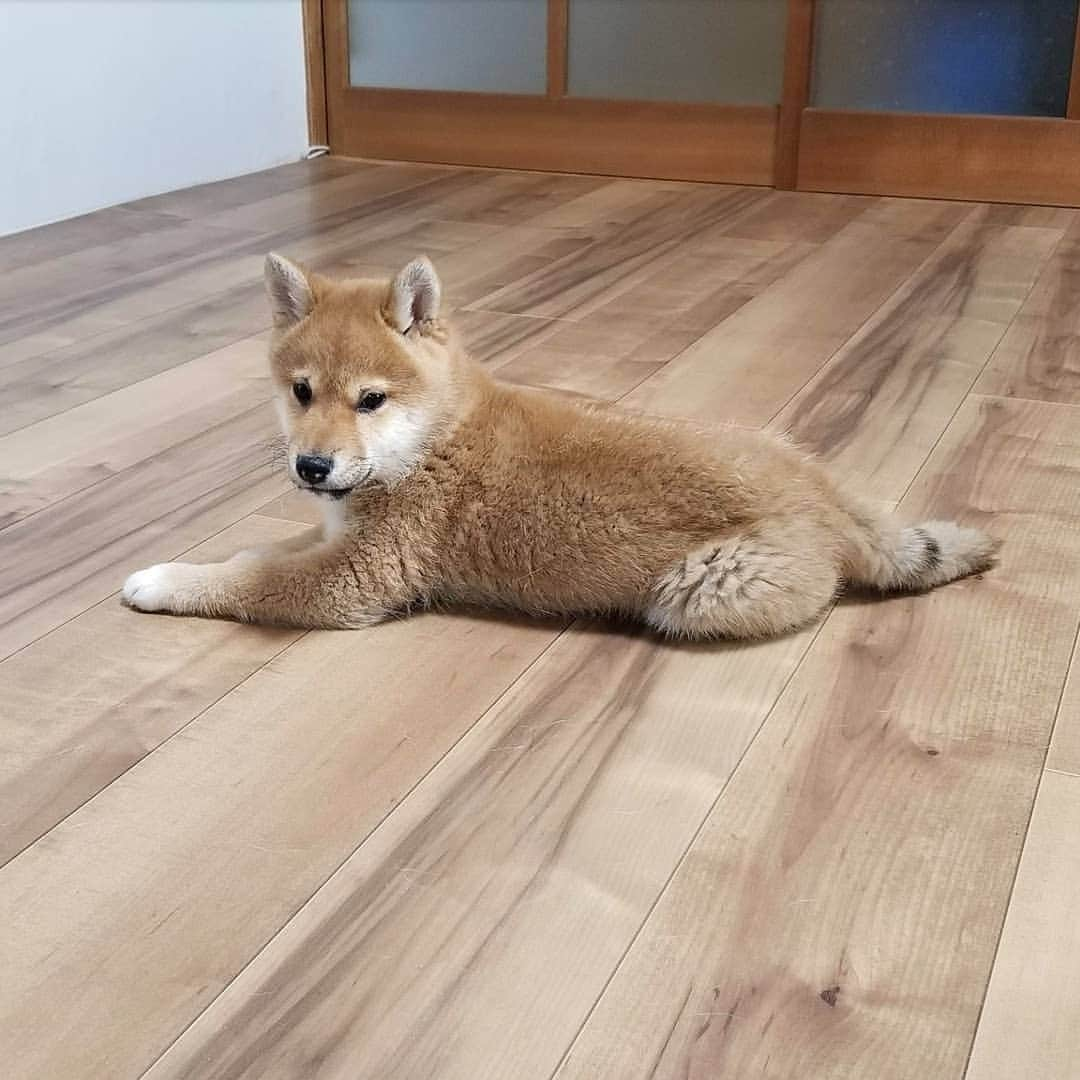 柴犬たま Shibainu Tamaさんのインスタグラム写真 - (柴犬たま Shibainu TamaInstagram)「これは完全にただのミケ😂😂 * Caption trans🇬🇧 Toro is a complete copy of Meekeh😂😂 * #たま家族 #ミケbaby #柴犬トロ #生後100日目 #ママ似 #ブサ顔 #かなりひし形 #あくび #ふわもこ #柴犬 #shiba #shibainu #shibastagram #犬 #dog #柴犬子犬 #子犬 #shibapuppy #shibainupuppy #puppy」2月5日 20時39分 - tama7653