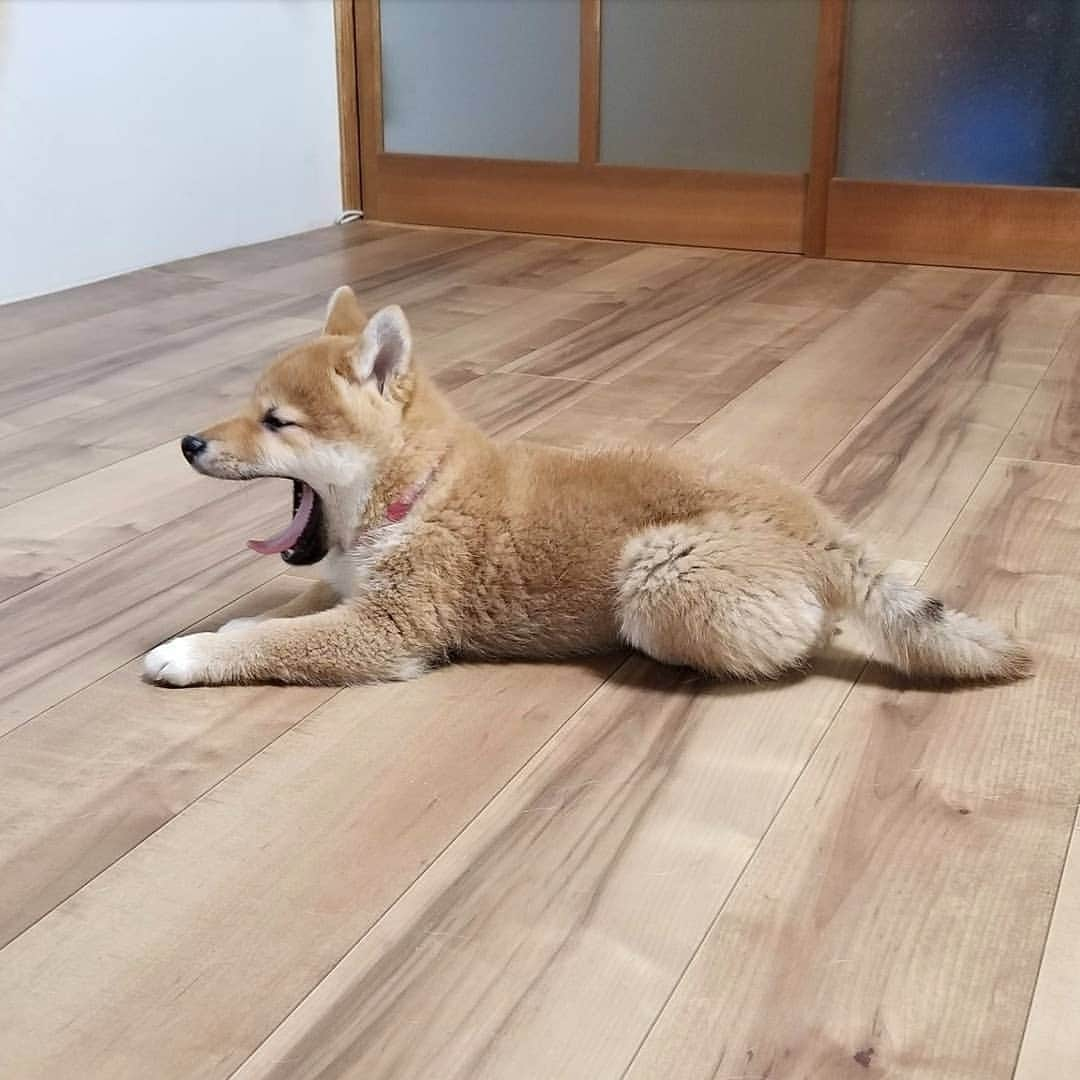 柴犬たま Shibainu Tamaさんのインスタグラム写真 - (柴犬たま Shibainu TamaInstagram)「これは完全にただのミケ😂😂 * Caption trans🇬🇧 Toro is a complete copy of Meekeh😂😂 * #たま家族 #ミケbaby #柴犬トロ #生後100日目 #ママ似 #ブサ顔 #かなりひし形 #あくび #ふわもこ #柴犬 #shiba #shibainu #shibastagram #犬 #dog #柴犬子犬 #子犬 #shibapuppy #shibainupuppy #puppy」2月5日 20時39分 - tama7653