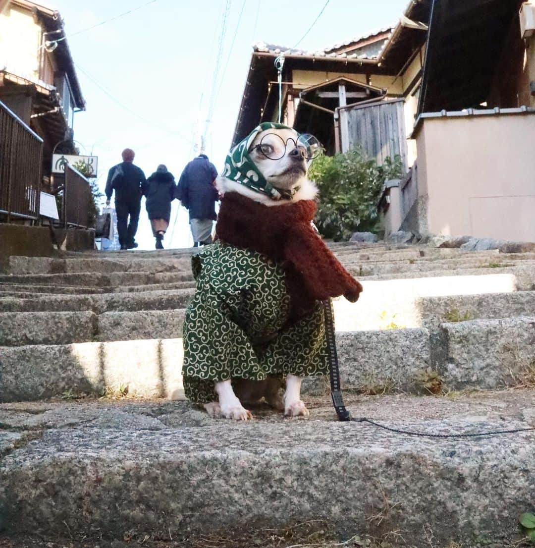 紋次郎さんのインスタグラム写真 - (紋次郎Instagram)「紋次郎の京都旅 今日の東京は今年いちばんの寒さかな 暖かくして過ごしましょ😊 #dog#dogstagram#instadog#chihuahua#barkbox#mydogiscutest#buzzfeed#dog_features#fluffypack#barkpack#dogsofinstaworld#dogsofinstagram#犬#チワワ#手作り#handmade#着物#fashion#紋次郎一家#チーム茶#ふわもこ部#igersjp#peco犬部#dogsofinstagram#dogfashion」2月6日 7時20分 - montjiro