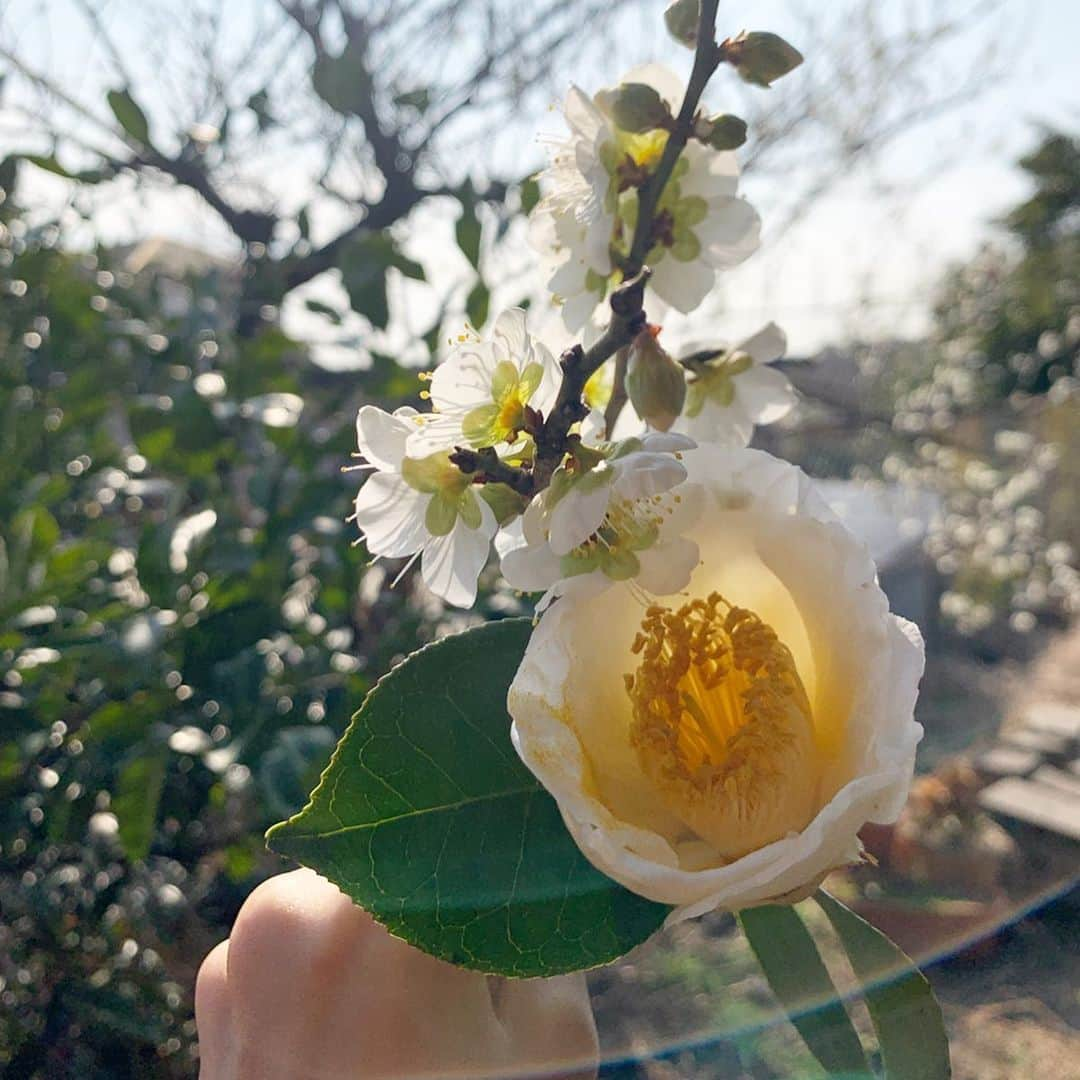 宮内ひかるさんのインスタグラム写真 - (宮内ひかるInstagram)「お庭に咲いた椿と梅の花✨ 明日はすごく冷えるみたい、、」2月5日 22時51分 - hii1102