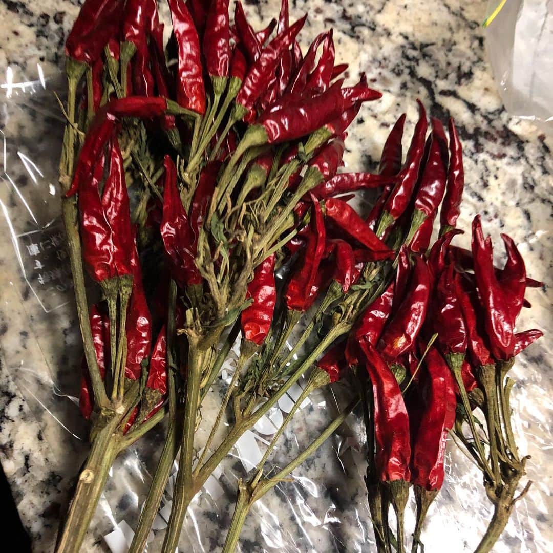 のインスタグラム：「#オーガニック生とうがらし 🌶 #自家製えごま油ドレッシング や #オリーブオイル #ピクルス に入れて残りはあまり日持ちもしないからとりあえずもぎ取って冷凍保存しとこー✨ #生とうがらし #美容アンチエイジング専門医 #黒田愛美」