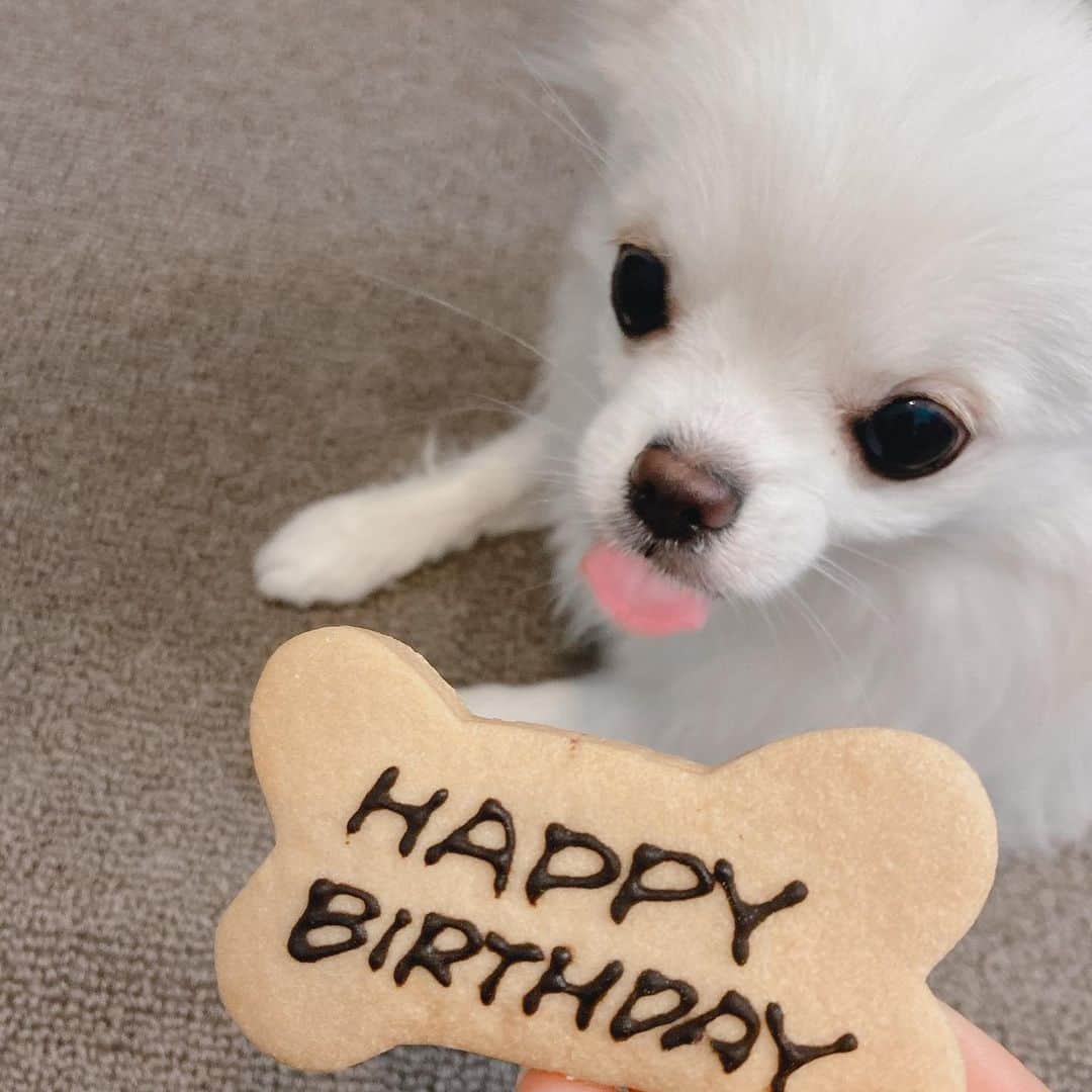 宇田川ももかさんのインスタグラム写真 - (宇田川ももかInstagram)「今日2月5日はりりいのお誕生日です！ ヽ(*´∀｀)ﾉｵﾒﾃﾞﾄ─ｯ♪ 早すぎる。。。^_^ もう1歳かああああああ🥺🥺🥺 犬の1歳は人間の約16才なんだって！ほぼ同い年笑笑 • • #犬#ペット#誕生日#1歳 #ポメラニアン#チワワ #ポメチワ #いぬすたぐらむ #宇田川ももか#テーマパークガール」2月5日 23時24分 - momoka_tpg