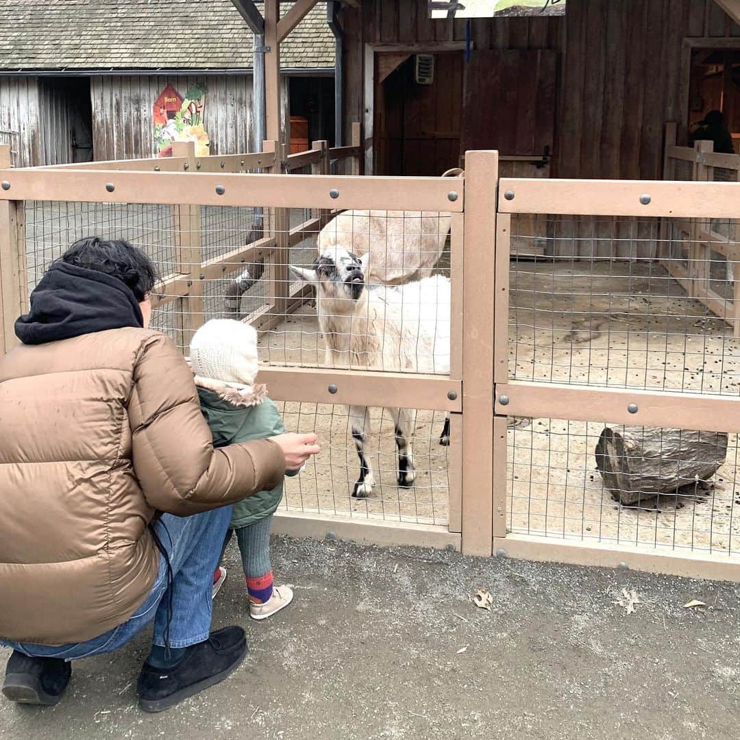 大塚良子のインスタグラム：「She fed the goat for the first time. She has been with @kojiro710 since she was born so she is friendly with animals. 生まれた時から小次郎と居るせいか動物には慣れてる様子だった娘。触れ合うときの嬉しそうな顔ったらない♡ #aboutweekend #NYでも節分 #prospectparkzoo #brooklyn #nyc #ニューヨーク子育て　#海外育児　#ニューヨーク  #ニューヨークママ」