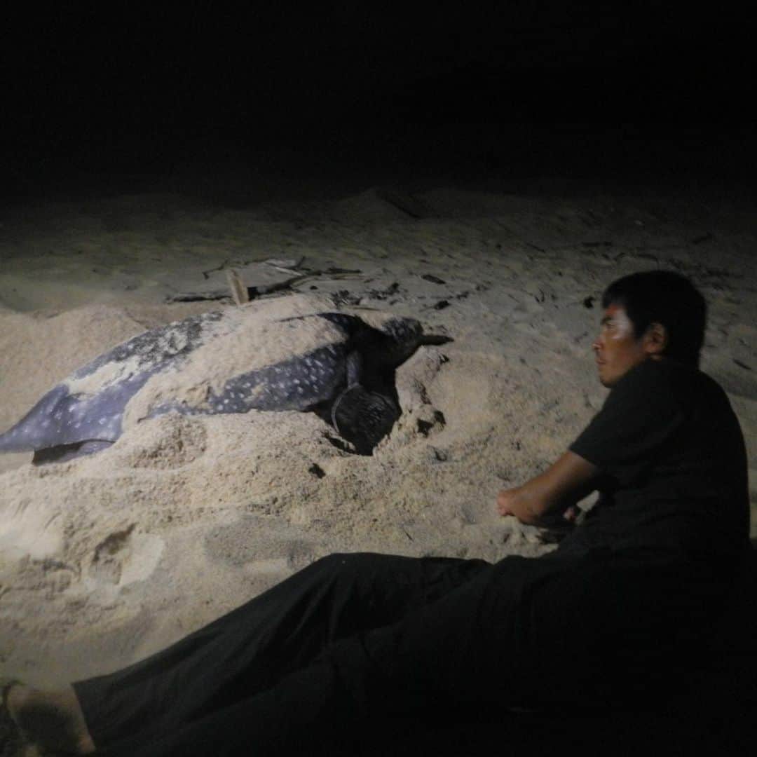 伊藤英明のインスタグラム：「オサガメ、パプアニューギニア。旅行したい  #leatherbackturtle #papuanewguinea #tbt」