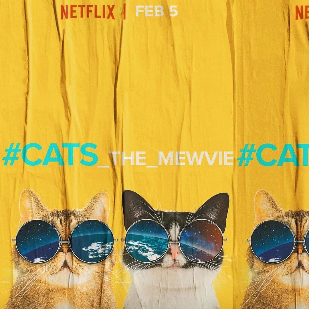 Pudgeのインスタグラム：「You can find Pudge & Pudge Mom in @cats_the_mewvie now streaming on @netflix! 🙌🏻 #cats_the_mewvie」