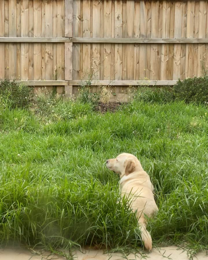 Rocky the Labのインスタグラム：「please dont mow the lawn 🌾🐾 #labradorretriever #labradorsofinstagram #dogsofinstagram #dogstagram」