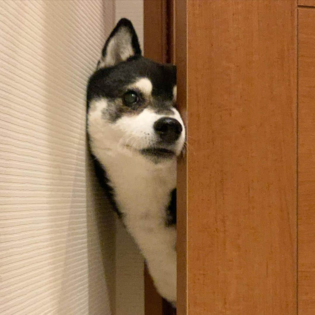 くろさんのインスタグラム写真 - (くろInstagram)「覗き見豆👀 #覗き見犬 #犬かわいい #豆も気になるぅ #kuroshiba #blackshiba #shibainu #shibastagram #instadog #dogstagram #柴犬 #黒柴 #黑柴 #日本犬 #和犬 #シニア犬 #癒し犬 #いぬら部 #ふわもこ部 #柴犬部 #モフモフ生命体 #柴犬のいる暮らし #わんこのいる暮らし #わんこのいる生活 #わんこと一緒 #わんダフォ #わんだふるJapan」2月6日 6時21分 - m6bmw