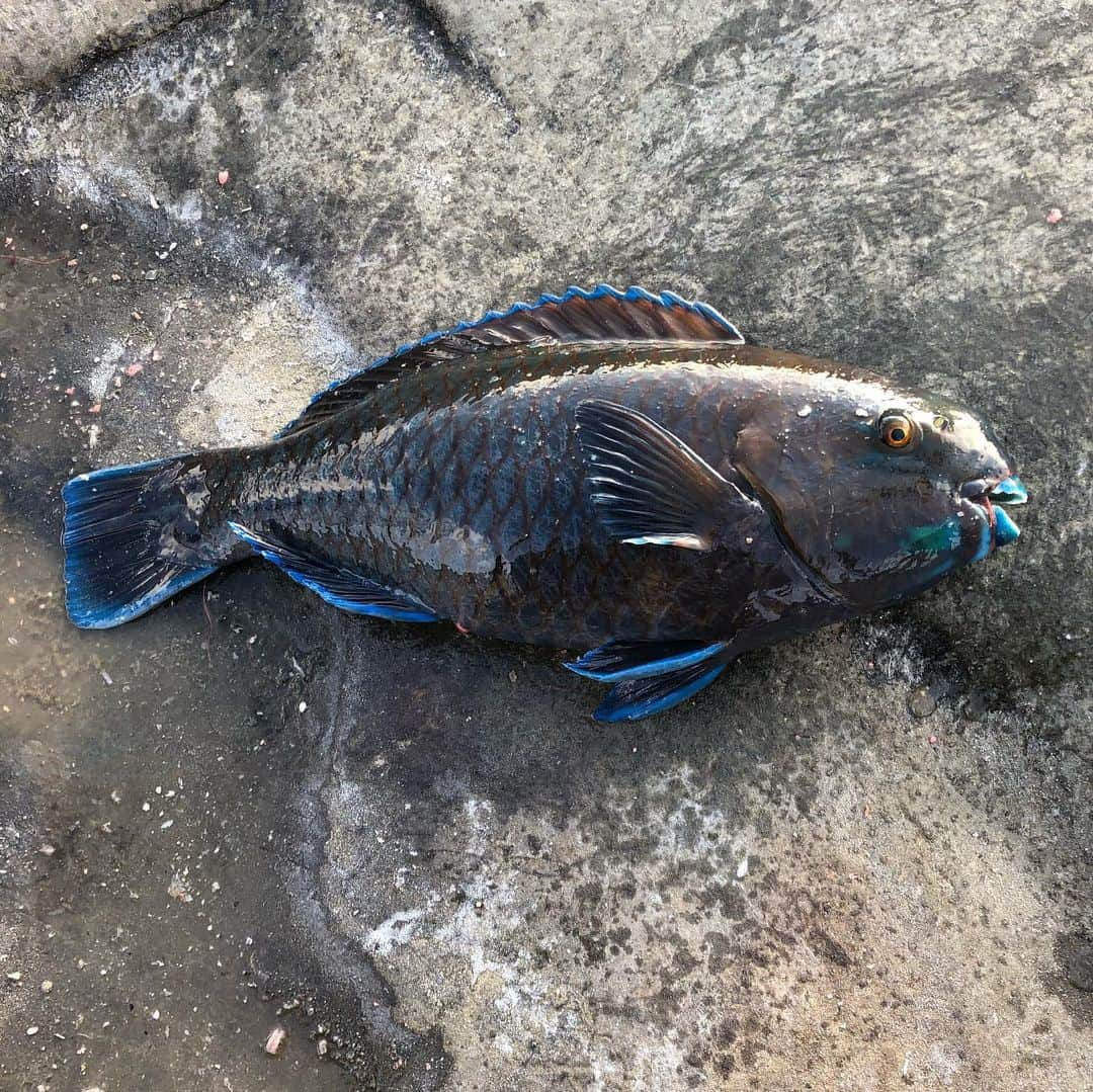 和田 一浩さんのインスタグラム写真 - (和田 一浩Instagram)「宮崎県の南郷で磯釣り🎣かいゆう丸でお世話になりました。釣果は青ブダイだけ。後は2回仕掛け丸ごとぶち切られました。 #磯釣り　#かいゆう丸　#宮崎県南郷　#和田一浩」2月6日 15時44分 - wadakazuhiro