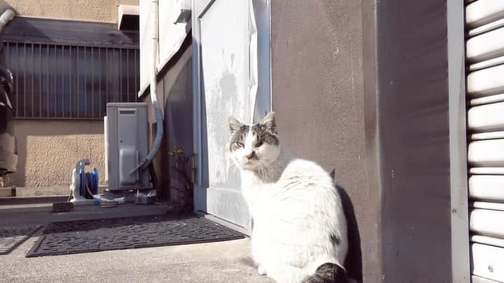のインスタグラム：「昨日の撮影オフショットSPOT映像です。完成したらfaniconアップ予定🎬 #cat」