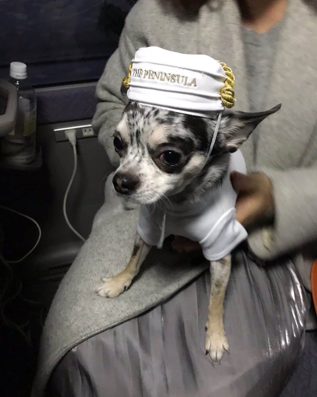 パンツェッタ・ジローラモのインスタグラム：「Animal #beautiful #love #pace #dogs #people #big #」