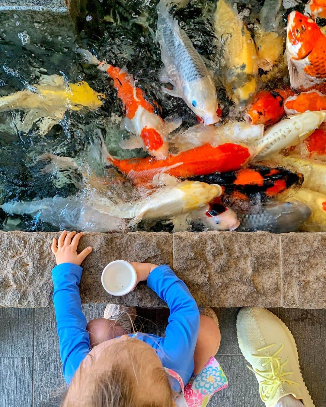 エミ・マイヤーのインスタグラム：「Feeding frenzy 今のマイブーム❤️ #koi #鯉」