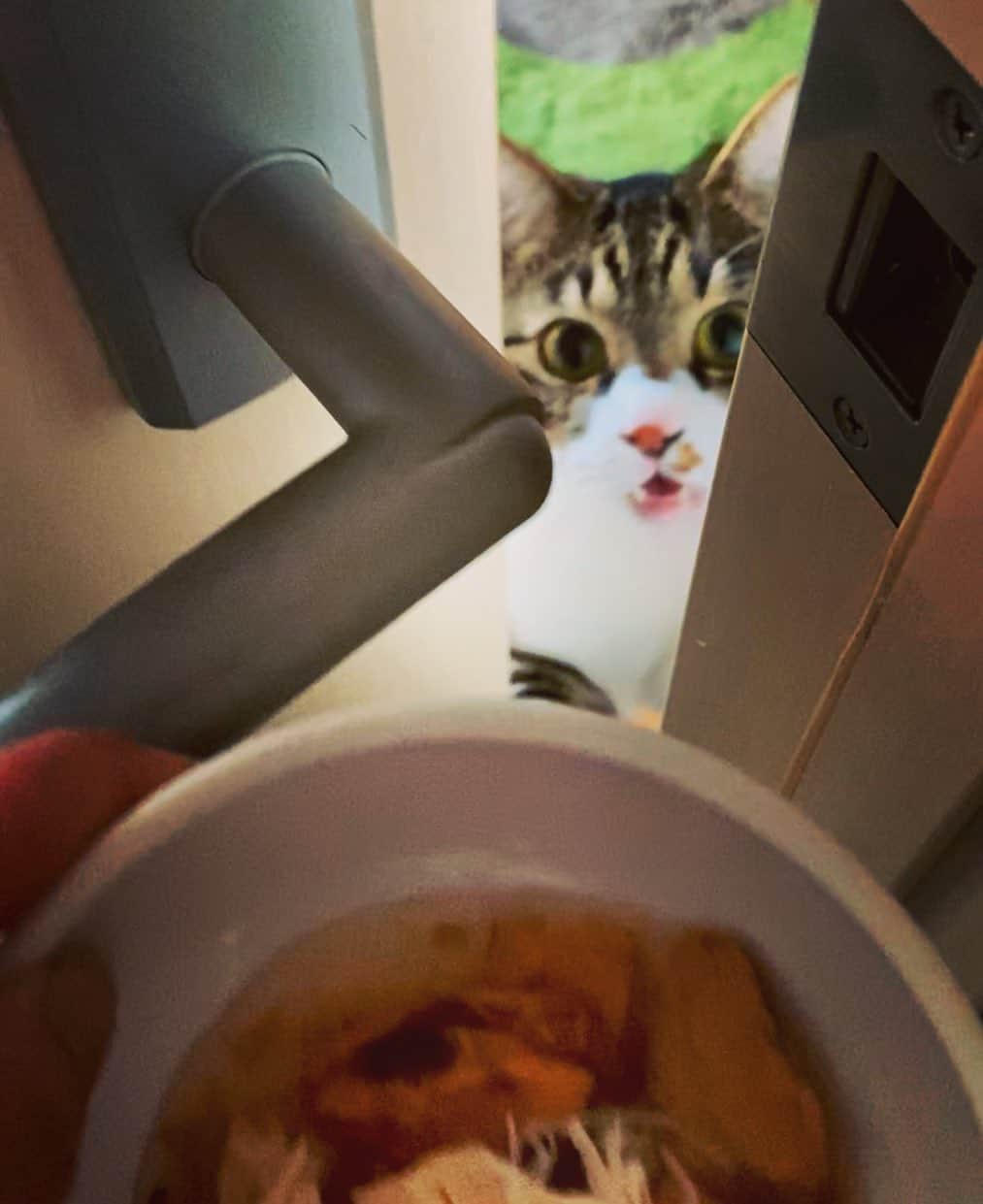 野本かりあのインスタグラム：「ドアを開けると そこには 妖怪ゴハンクレが。 #lukarly #catstagram #にゃんすたぐらむ」