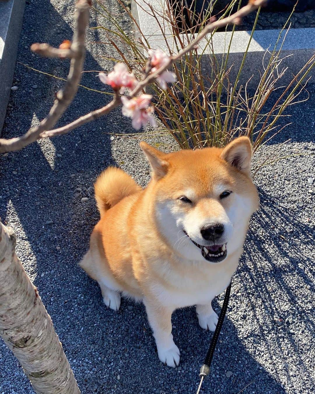 まる（まるたろう）さんのインスタグラム写真 - (まる（まるたろう）Instagram)「Good morning! Spring is almost here!✨🐶🌸✨小春ちゃん見つけたよ〜 #10月桜は二度咲きます #ちんまい桜 #カワイイね」2月6日 8時47分 - marutaro