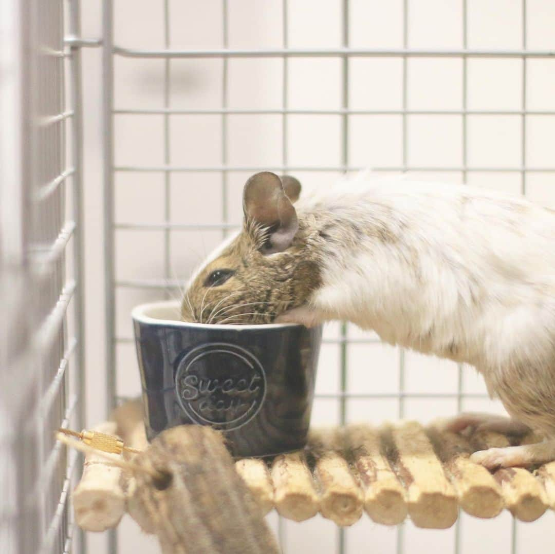 ハムスターのナッパさんのインスタグラム写真 - (ハムスターのナッパInstagram)「Popo ♡ モコモコあたたかくして行ってらっしゃい🐭💕 えーん。寒いのやだ〜😭 早く暖かくなってほしい…。 - - - デグーブログも夫婦で更新してます💕 インスタのプロフィールから飛べるので、ぜひ見に来てください🥰 https://degulife.hatenadiary.com/ - - - ✤ ✤ ✤ ✤ ✤ #日々の記録 #暮らし #Popo #karin #デグー #デグーマウス #デグー初心者 #degu #octodon #デグー好きと繋がりたい #デグーのいる生活 #デグーの可愛さを広めたい #チームげっ歯ラブ #アニマル写真部 #エキゾチックアニマル #齧歯類 #げっ歯類 #小動物 #癒し #ペットは家族 #ふわもこ部 #動物大好き #かわいい #ペットのいる生活 #でぐすたぐらむ　#smallanimal #adorable #awww #cuteanimalshot #followｍe ． ✤ ✤ ✤ ✤」2月6日 9時00分 - ham.nappa