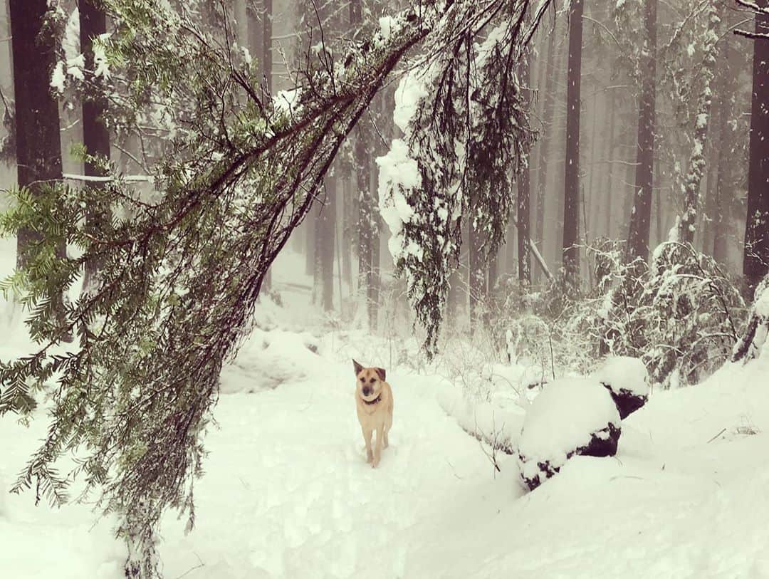 ジェニファー・ビールスさんのインスタグラム写真 - (ジェニファー・ビールスInstagram)「“I went to the woods because I wished to live deliberately, to front only the essential facts of life, and see if I could not learn what it had to teach, and not, when I came to die, discover that I had not lived.” This someone doesn’t want #winter vacation to end. #snow #nature」2月6日 9時07分 - thejenniferbeals