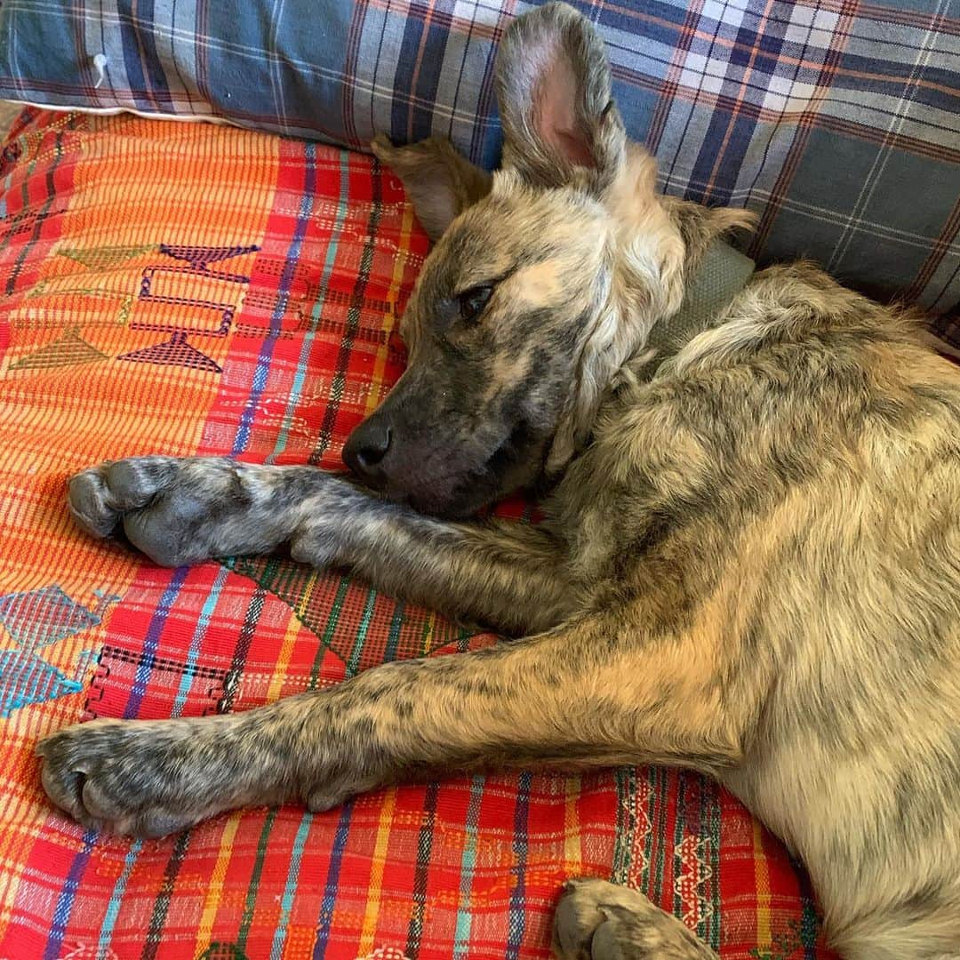 ブリット・マーリングのインスタグラム：「holy shit my partner and I rescued a puppy // @dogswithoutborders ❤️」