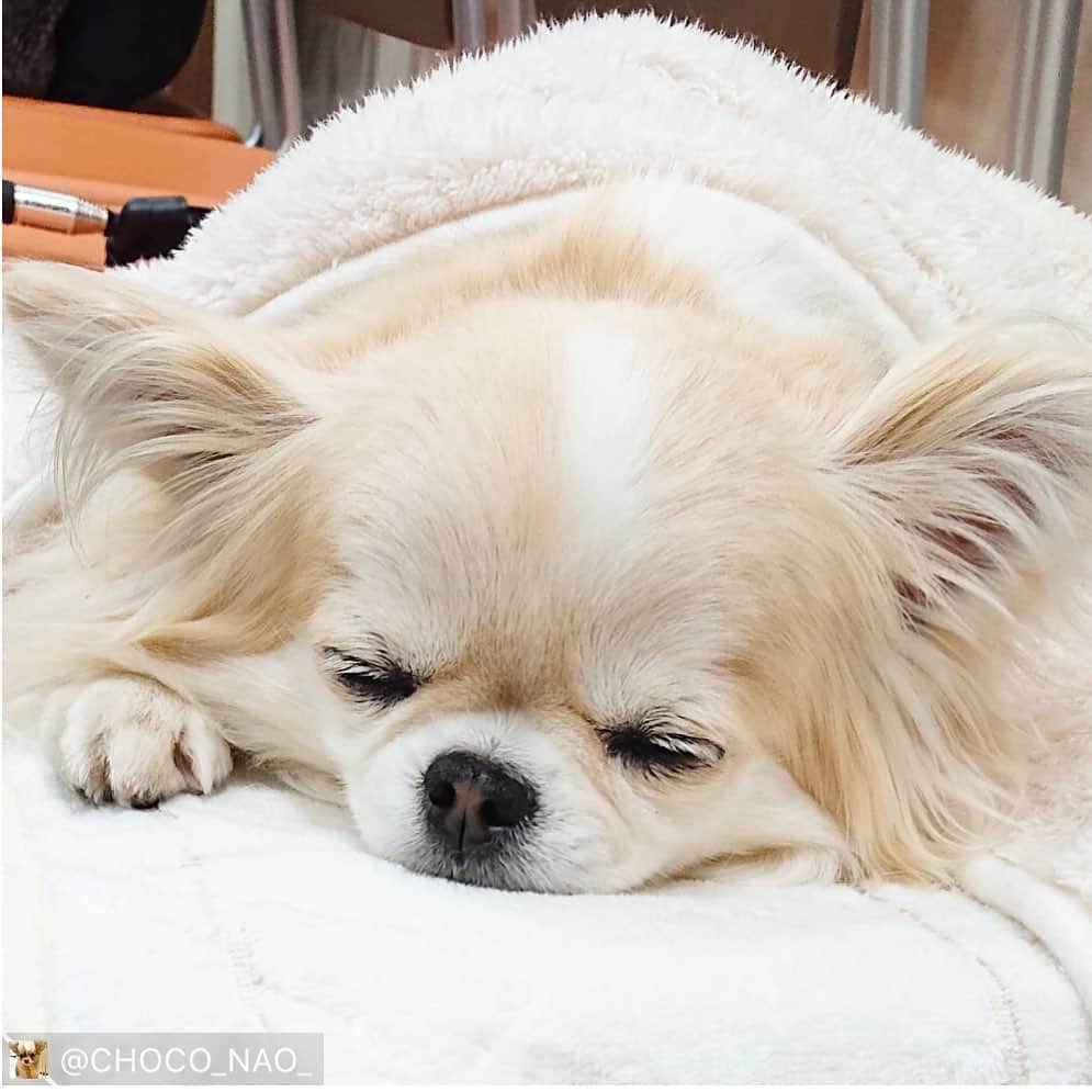 のインスタグラム：「#スタペグラム に投稿いただいた画像をリポスト✨  今日もテレビ東京25時から 「ゆるキャン△」 ぜひご覧ください🐕  ちくわ役のチョコちゃんは今回もお休みです😪 ゆるくてかわいい、癒しキャンプのドラマです🗻🌝 @choco_nao_ #Regram #Repost via @PackeDApp #PackeDApp #スタペグラム ･ 今日は『ゆるキャン△』の日♡ テレビ東京にて 毎週木曜日🌙深夜1時～ @yurucamp_drama ･ 今回もチョコが演じる ちくわはお休みですが… ･ 出演者のみなさん、 監督さん、 スタッフのみなさんの ゆるキャン愛♡たっぷりの ストーリーをぜひぜひ お楽しみください⛺ ･ picは撮影の合間に すやすや眠るちくわ🐶です。 @_starpet_ ･ ･ #モデル犬 #タレント犬 #ペットモデル #ドッグモデル #dogmodel #スターペット #スタペグラム #ゆるキャン #ドラマ出演 #木ドラ25 #山口チョコ #ドラマ #テレビ東京 #チワワ #ロングコートチワワ #ふわもこ部  #いぬすたぐらむ #チワワラブ #チワワ部 #chihuahua #chihuahuas #instadog  #chihuahuasofinstagram #instagood  #chihuahualove #chihuahuafanatics」