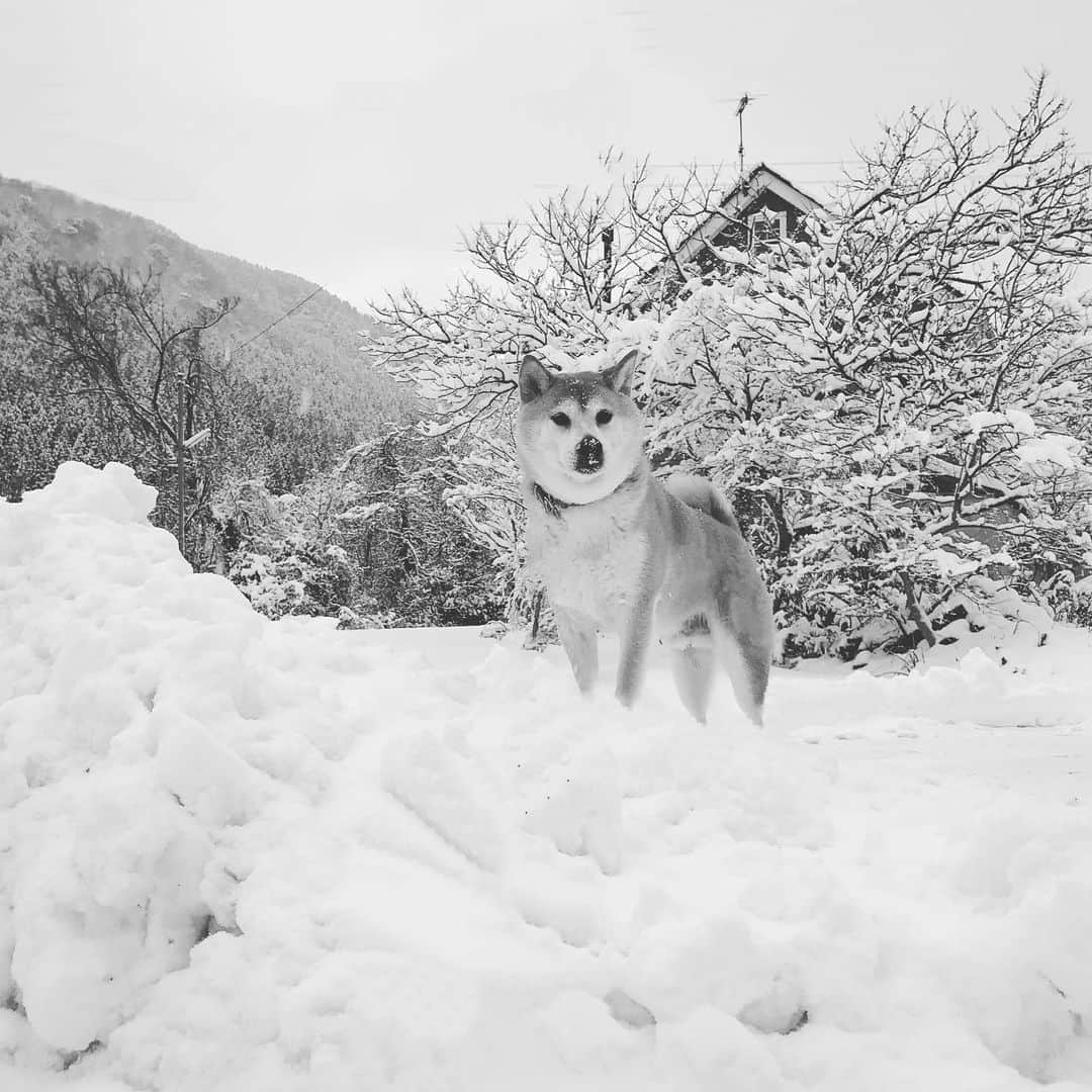 Hanamichi ＆ ℕㆁℜ〡ｋㆁ♡のインスタグラム：「・ ・ Finally the snow has come！ ・ ・」
