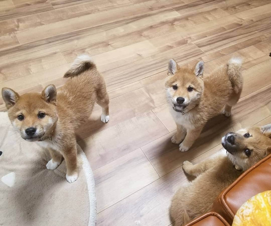 柴犬たま Shibainu Tamaさんのインスタグラム写真 - (柴犬たま Shibainu TamaInstagram)「* わかり辛いと思いますが、首輪を新調しました😆💡 * コイ→赤色の唐草模様 トロ→緑色の唐草模様 ウニ→黄色の唐草模様 * 同じ柄の色違いです👌 コイちゃんと言えば濃いピンク(=赤)、トロは豆助っぽいから緑、ウニは雲丹色の黄色って感じで決めました😁個人的にはウニの黄色が一番しっくりきたと自負してる(笑) * Caption trans🇬🇧 They got a new collar😆  Koi is red, Toro is green, Uni is yellow💡 These have the same design but different colors👌  Do you look good?😁 * #たま家族 #ミケbaby #柴犬コイ #柴犬トロ #柴犬ウニ #おしゅし兄弟 #新しい首輪 #唐草模様 #色違い #仲良し兄弟 #ふわもこ #かなりまるい #プリケツ #後頭部フェチ #上目遣い #柴犬 #shiba #shibainu #shibastagram #犬 #dog #柴犬子犬 #子犬 #shibapuppy #shibainupuppy #puppy #多頭飼い」2月6日 12時14分 - tama7653