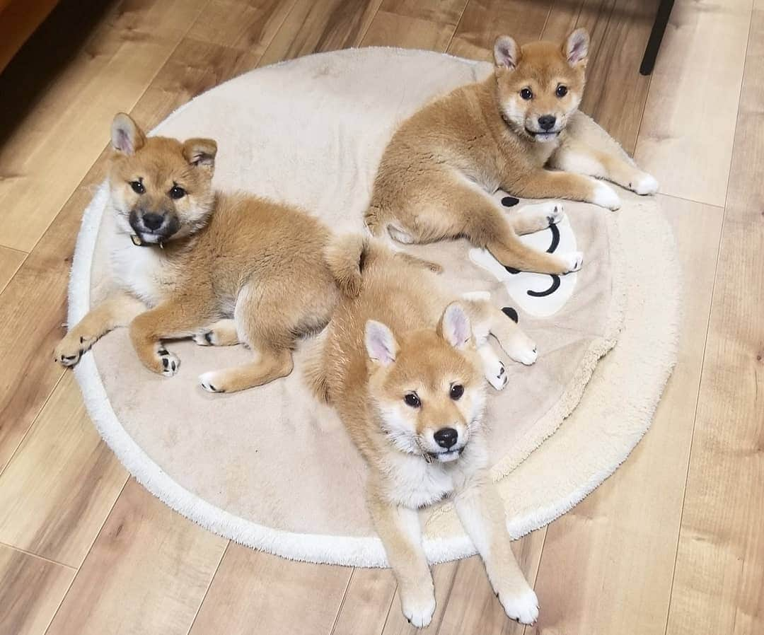 柴犬たま Shibainu Tamaさんのインスタグラム写真 - (柴犬たま Shibainu TamaInstagram)「* わかり辛いと思いますが、首輪を新調しました😆💡 * コイ→赤色の唐草模様 トロ→緑色の唐草模様 ウニ→黄色の唐草模様 * 同じ柄の色違いです👌 コイちゃんと言えば濃いピンク(=赤)、トロは豆助っぽいから緑、ウニは雲丹色の黄色って感じで決めました😁個人的にはウニの黄色が一番しっくりきたと自負してる(笑) * Caption trans🇬🇧 They got a new collar😆  Koi is red, Toro is green, Uni is yellow💡 These have the same design but different colors👌  Do you look good?😁 * #たま家族 #ミケbaby #柴犬コイ #柴犬トロ #柴犬ウニ #おしゅし兄弟 #新しい首輪 #唐草模様 #色違い #仲良し兄弟 #ふわもこ #かなりまるい #プリケツ #後頭部フェチ #上目遣い #柴犬 #shiba #shibainu #shibastagram #犬 #dog #柴犬子犬 #子犬 #shibapuppy #shibainupuppy #puppy #多頭飼い」2月6日 12時14分 - tama7653