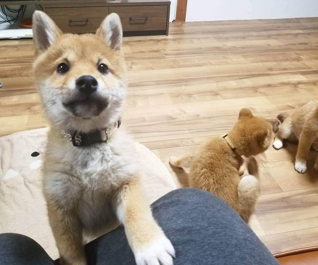 柴犬たま Shibainu Tamaさんのインスタグラム写真 - (柴犬たま Shibainu TamaInstagram)「* わかり辛いと思いますが、首輪を新調しました😆💡 * コイ→赤色の唐草模様 トロ→緑色の唐草模様 ウニ→黄色の唐草模様 * 同じ柄の色違いです👌 コイちゃんと言えば濃いピンク(=赤)、トロは豆助っぽいから緑、ウニは雲丹色の黄色って感じで決めました😁個人的にはウニの黄色が一番しっくりきたと自負してる(笑) * Caption trans🇬🇧 They got a new collar😆  Koi is red, Toro is green, Uni is yellow💡 These have the same design but different colors👌  Do you look good?😁 * #たま家族 #ミケbaby #柴犬コイ #柴犬トロ #柴犬ウニ #おしゅし兄弟 #新しい首輪 #唐草模様 #色違い #仲良し兄弟 #ふわもこ #かなりまるい #プリケツ #後頭部フェチ #上目遣い #柴犬 #shiba #shibainu #shibastagram #犬 #dog #柴犬子犬 #子犬 #shibapuppy #shibainupuppy #puppy #多頭飼い」2月6日 12時14分 - tama7653