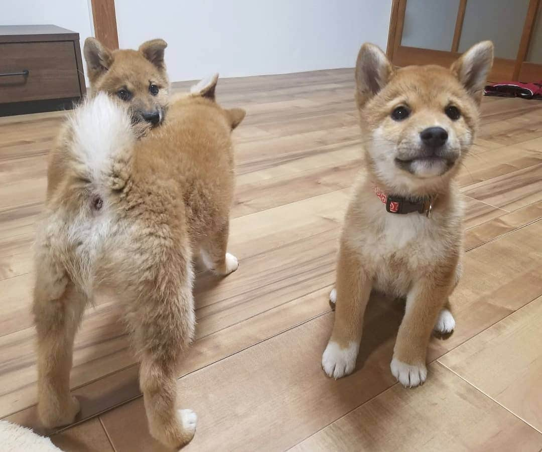 柴犬たま Shibainu Tamaさんのインスタグラム写真 - (柴犬たま Shibainu TamaInstagram)「* わかり辛いと思いますが、首輪を新調しました😆💡 * コイ→赤色の唐草模様 トロ→緑色の唐草模様 ウニ→黄色の唐草模様 * 同じ柄の色違いです👌 コイちゃんと言えば濃いピンク(=赤)、トロは豆助っぽいから緑、ウニは雲丹色の黄色って感じで決めました😁個人的にはウニの黄色が一番しっくりきたと自負してる(笑) * Caption trans🇬🇧 They got a new collar😆  Koi is red, Toro is green, Uni is yellow💡 These have the same design but different colors👌  Do you look good?😁 * #たま家族 #ミケbaby #柴犬コイ #柴犬トロ #柴犬ウニ #おしゅし兄弟 #新しい首輪 #唐草模様 #色違い #仲良し兄弟 #ふわもこ #かなりまるい #プリケツ #後頭部フェチ #上目遣い #柴犬 #shiba #shibainu #shibastagram #犬 #dog #柴犬子犬 #子犬 #shibapuppy #shibainupuppy #puppy #多頭飼い」2月6日 12時14分 - tama7653