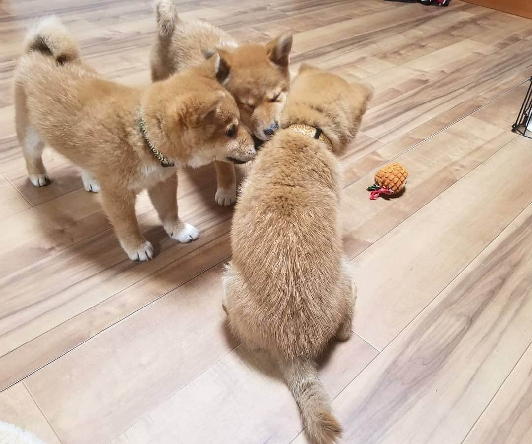 柴犬たま Shibainu Tamaさんのインスタグラム写真 - (柴犬たま Shibainu TamaInstagram)「* わかり辛いと思いますが、首輪を新調しました😆💡 * コイ→赤色の唐草模様 トロ→緑色の唐草模様 ウニ→黄色の唐草模様 * 同じ柄の色違いです👌 コイちゃんと言えば濃いピンク(=赤)、トロは豆助っぽいから緑、ウニは雲丹色の黄色って感じで決めました😁個人的にはウニの黄色が一番しっくりきたと自負してる(笑) * Caption trans🇬🇧 They got a new collar😆  Koi is red, Toro is green, Uni is yellow💡 These have the same design but different colors👌  Do you look good?😁 * #たま家族 #ミケbaby #柴犬コイ #柴犬トロ #柴犬ウニ #おしゅし兄弟 #新しい首輪 #唐草模様 #色違い #仲良し兄弟 #ふわもこ #かなりまるい #プリケツ #後頭部フェチ #上目遣い #柴犬 #shiba #shibainu #shibastagram #犬 #dog #柴犬子犬 #子犬 #shibapuppy #shibainupuppy #puppy #多頭飼い」2月6日 12時14分 - tama7653