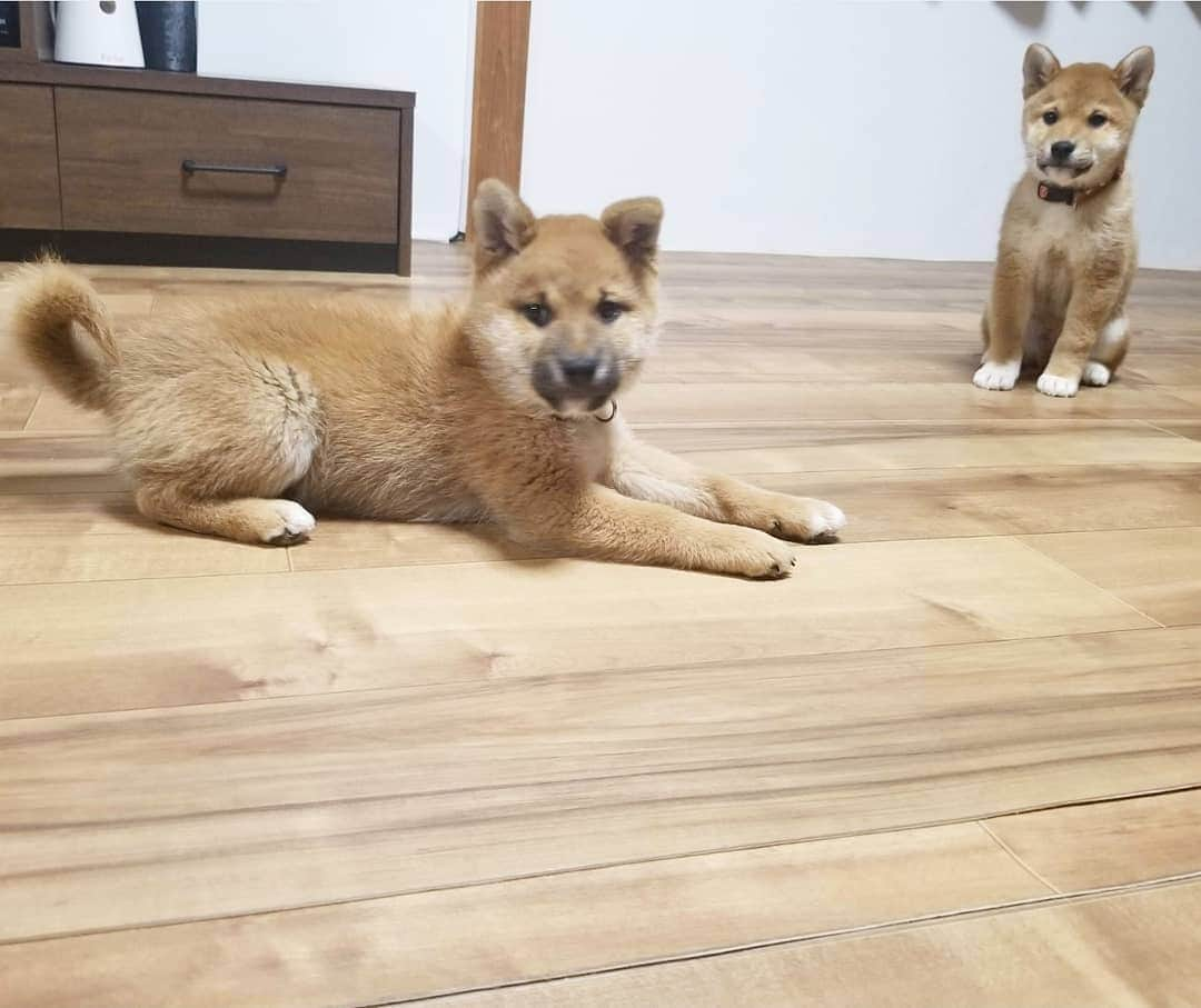 柴犬たま Shibainu Tamaさんのインスタグラム写真 - (柴犬たま Shibainu TamaInstagram)「* わかり辛いと思いますが、首輪を新調しました😆💡 * コイ→赤色の唐草模様 トロ→緑色の唐草模様 ウニ→黄色の唐草模様 * 同じ柄の色違いです👌 コイちゃんと言えば濃いピンク(=赤)、トロは豆助っぽいから緑、ウニは雲丹色の黄色って感じで決めました😁個人的にはウニの黄色が一番しっくりきたと自負してる(笑) * Caption trans🇬🇧 They got a new collar😆  Koi is red, Toro is green, Uni is yellow💡 These have the same design but different colors👌  Do you look good?😁 * #たま家族 #ミケbaby #柴犬コイ #柴犬トロ #柴犬ウニ #おしゅし兄弟 #新しい首輪 #唐草模様 #色違い #仲良し兄弟 #ふわもこ #かなりまるい #プリケツ #後頭部フェチ #上目遣い #柴犬 #shiba #shibainu #shibastagram #犬 #dog #柴犬子犬 #子犬 #shibapuppy #shibainupuppy #puppy #多頭飼い」2月6日 12時14分 - tama7653