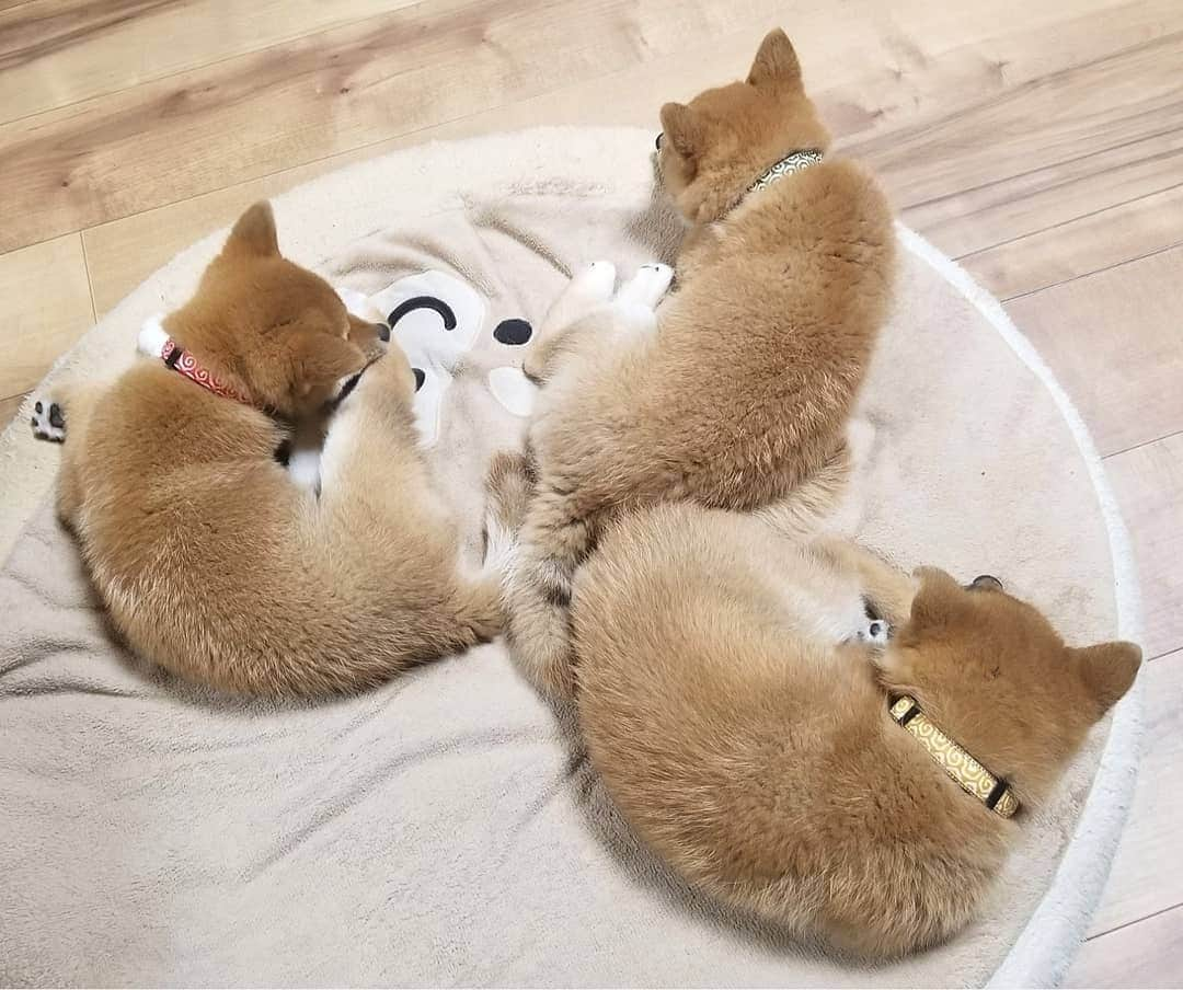 柴犬たま Shibainu Tamaさんのインスタグラム写真 - (柴犬たま Shibainu TamaInstagram)「* わかり辛いと思いますが、首輪を新調しました😆💡 * コイ→赤色の唐草模様 トロ→緑色の唐草模様 ウニ→黄色の唐草模様 * 同じ柄の色違いです👌 コイちゃんと言えば濃いピンク(=赤)、トロは豆助っぽいから緑、ウニは雲丹色の黄色って感じで決めました😁個人的にはウニの黄色が一番しっくりきたと自負してる(笑) * Caption trans🇬🇧 They got a new collar😆  Koi is red, Toro is green, Uni is yellow💡 These have the same design but different colors👌  Do you look good?😁 * #たま家族 #ミケbaby #柴犬コイ #柴犬トロ #柴犬ウニ #おしゅし兄弟 #新しい首輪 #唐草模様 #色違い #仲良し兄弟 #ふわもこ #かなりまるい #プリケツ #後頭部フェチ #上目遣い #柴犬 #shiba #shibainu #shibastagram #犬 #dog #柴犬子犬 #子犬 #shibapuppy #shibainupuppy #puppy #多頭飼い」2月6日 12時14分 - tama7653