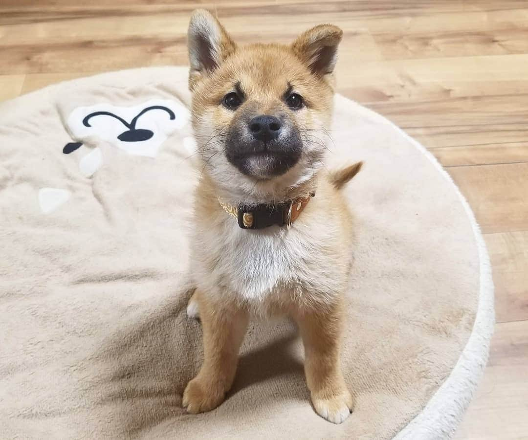 柴犬たま Shibainu Tamaさんのインスタグラム写真 - (柴犬たま Shibainu TamaInstagram)「* わかり辛いと思いますが、首輪を新調しました😆💡 * コイ→赤色の唐草模様 トロ→緑色の唐草模様 ウニ→黄色の唐草模様 * 同じ柄の色違いです👌 コイちゃんと言えば濃いピンク(=赤)、トロは豆助っぽいから緑、ウニは雲丹色の黄色って感じで決めました😁個人的にはウニの黄色が一番しっくりきたと自負してる(笑) * Caption trans🇬🇧 They got a new collar😆  Koi is red, Toro is green, Uni is yellow💡 These have the same design but different colors👌  Do you look good?😁 * #たま家族 #ミケbaby #柴犬コイ #柴犬トロ #柴犬ウニ #おしゅし兄弟 #新しい首輪 #唐草模様 #色違い #仲良し兄弟 #ふわもこ #かなりまるい #プリケツ #後頭部フェチ #上目遣い #柴犬 #shiba #shibainu #shibastagram #犬 #dog #柴犬子犬 #子犬 #shibapuppy #shibainupuppy #puppy #多頭飼い」2月6日 12時14分 - tama7653