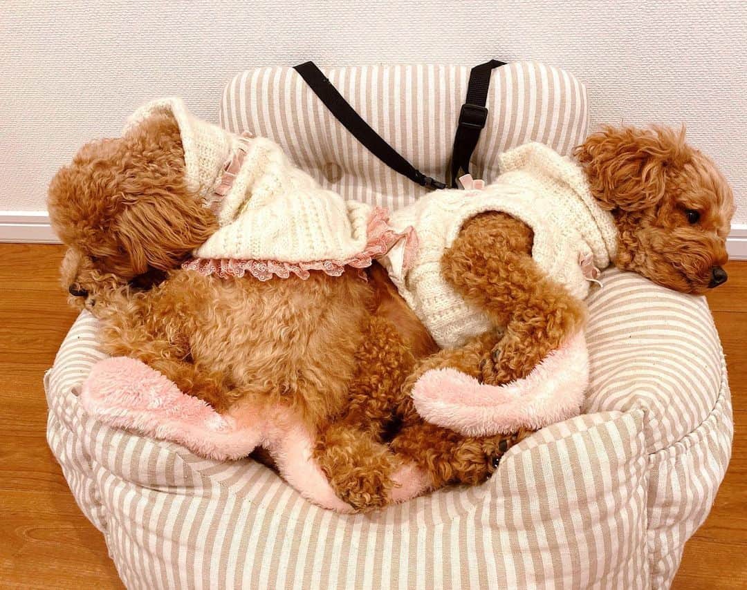 渡辺美奈代さんのインスタグラム写真 - (渡辺美奈代Instagram)「❤️お昼寝❤️ #ハート #犬のいる暮らし  #いぬのいる暮らし  #いぬすたぐらむ」2月6日 12時27分 - watanabe_minayo