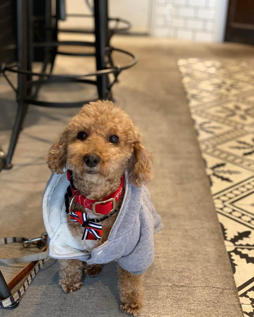 NAOTA（ナオタ）のインスタグラム：「my angel👼  #simba #愛犬 #doglover #toypoodle」