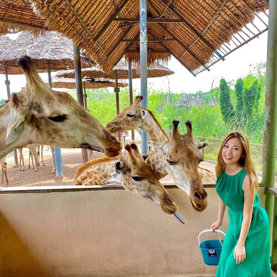 市原彩花さんのインスタグラム写真 - (市原彩花Instagram)「キリン天国🦒💕 . バンコクにこんなすごい動物園あるの知ってた⁉️ タイは何度も来てるのに、初めて知って、どーーしても来てみたくて来ちゃった😆💕 広〜いサファリワールドに200頭くらいのキリンがいて、エサもあげれちゃうの😆💕 (1枚目はキリンさんが私のバケツの中のバナナを全力で狙っている様子🤣🍌🦒👅4枚目は近づきたいけどびびってのけ反る私🤣) も〜可愛いしすごいし大感激だった🥰💕 意外と街からも近くて(車で1時間かからなかった)たくさん動物いるし(また次の投稿に載せるね)めちゃくちゃ大満足‼️✨ @veltra_official のツアーなら日本語ガイドさんが送迎と案内もしてくれるから、かなりスムーズに回れたよ✨ ツアーのURLはストーリーとプロフィールに貼ってます🦒 こんなすごい動物園が日本からも人気なバンコクの近くにあることにびっくり‼️ バンコク観光は一通りしちゃったなぁ〜🤔って人も多いと思うから、ぜひぜひ行ってみて〜🥰 #サファリワールド#safariworld#safariworldbangkok#safariworldthailand#サファリパーク#giraffe#giraffes#キリン#長頸鹿#기린#zoo#動物#動物園#动物园#동물원#bangkok#バンコク#泰国#thailand#タイ#バンコク観光#バンコク旅行#タイ観光#タイ旅行#ベルトラ#veltra#tabirepo#ベルトラ公認旅レポーター」2月6日 13時30分 - ayaka_ichihara