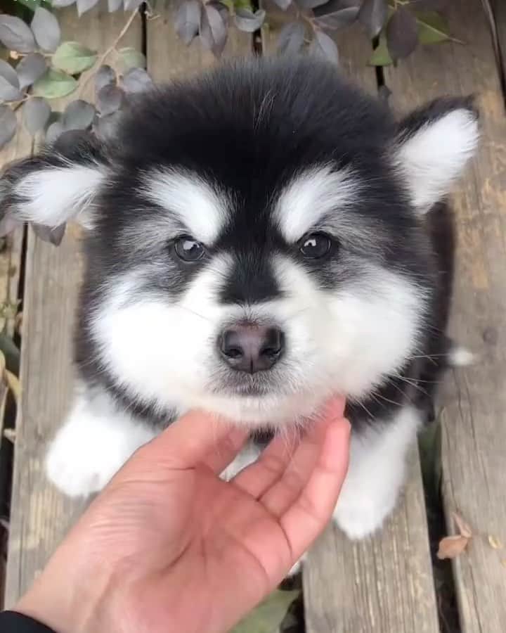 husky and malamuteのインスタグラム：「Winnie the Pooh.😆😆🥳🥳」