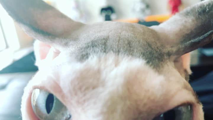 BamBam のインスタグラム：「ASMR😽」