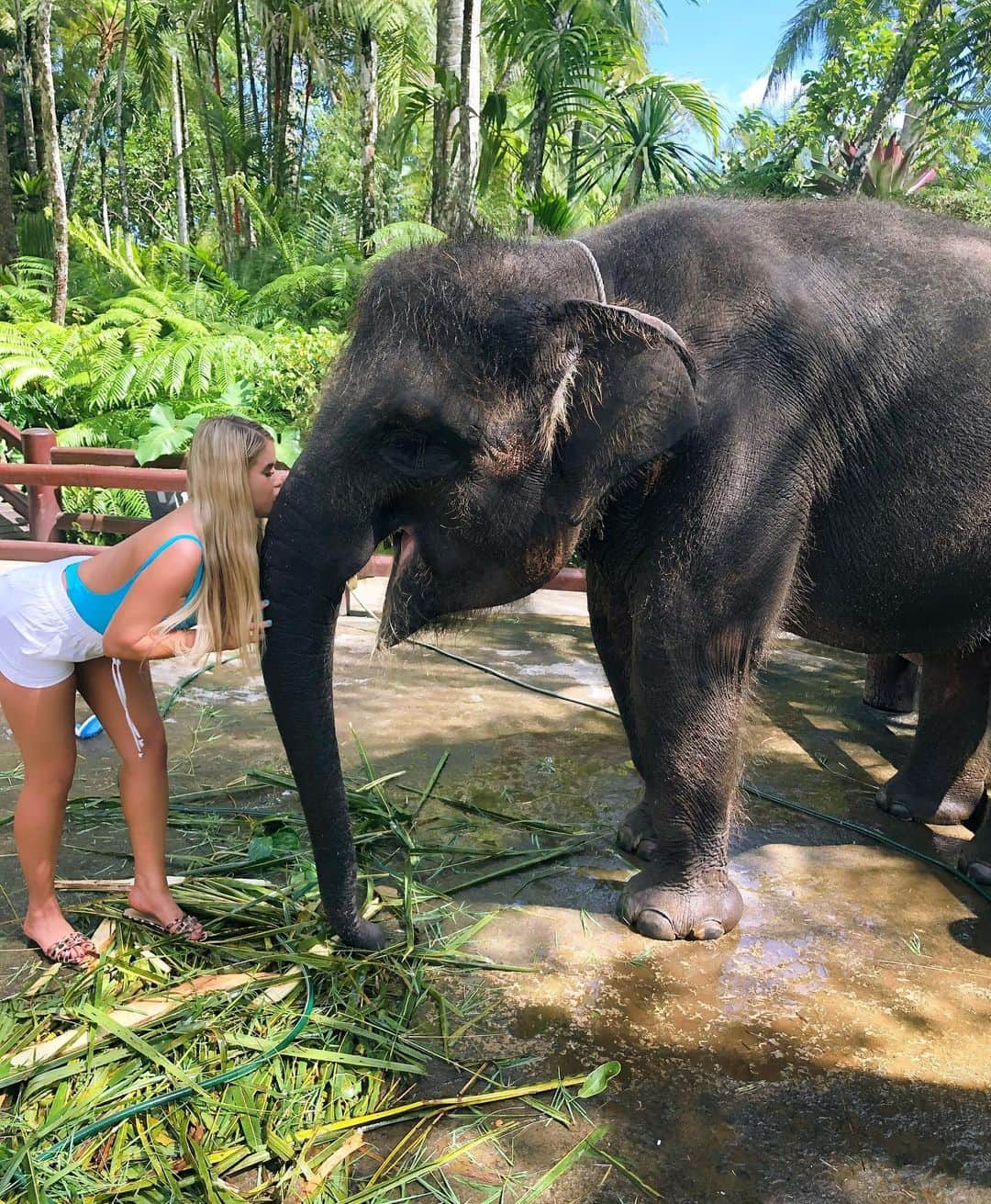 Chantel Zalesさんのインスタグラム写真 - (Chantel ZalesInstagram)「Swipe for a kiss 😘 1-4  I had the pleasure of feeding and bathing some elephants at this sanctuary for rescued animals. I assure you they are loved cared for and treated very well ❤️」2月7日 1時33分 - chantelzales