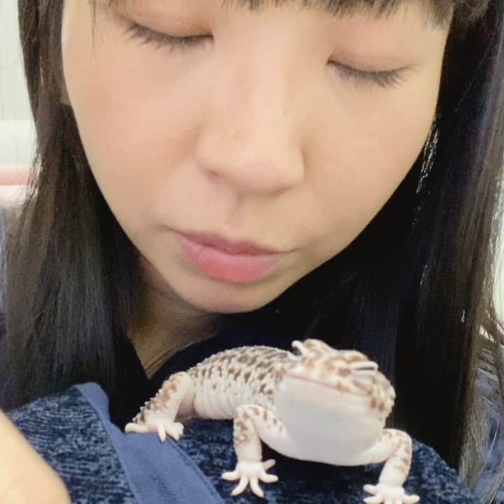 古川未鈴のインスタグラム：「. けるくんはお手も出来るんだよー . . . #けるくん  #leopardgecko  #ヒョウモントカゲモドキ  #レオパ」