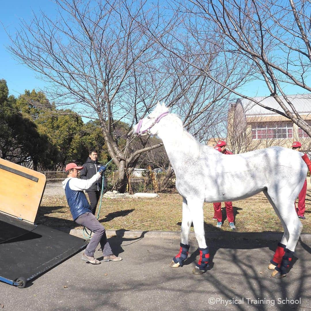 自衛隊体育学校広報【公式】さんのインスタグラム写真 - (自衛隊体育学校広報【公式】Instagram)「* いつもあたたかい応援をいただきまして、ありがとうございます。  朝霞駐屯地は冷たく強い風が吹き荒み、凍えるような寒さです。 みなさんしっかりと防寒され、風邪予防に努めてくださいね。  冷んやりとした寒さとはうらはらに、空は真っ青で陽射しは暖かくとても良い天気でした。 そんな今日、競技馬を勇退し、また違う一翼を担うため１頭の白馬が体育学校とお別れしました。  名前は『ガリバー』です。  大きな体でとても優しい性格のガリバーは選手たちからもとても愛されました。 近代五種の選手たちが様々な大会で成果を収められているのも、毎日元気に走ってくれるガリバーたちのおかげです。  名残惜しむかのように輸送車に乗るのを嫌がるガリバーの様子を察したのでしょうか？ 厩舎の中からは他の馬たちが顔を出し、声を出し、別れを惜しみました。  ２１歳と高齢ながらも競技馬として最後まで選手たちを支えてくれたガリバー。 今後はその優しい性格を活かして、初心者用の乗馬になります。  ガリバーへの恩返しも込めて、選手たちも今後一層練習に励み、結果を追求して参ります。 引き続き、応援よろしくお願い致します！  #自衛隊体育学校 #自衛官アスリート #近代五種 #競技馬 #勇退 #ありがとうガリバー #ガリバー #感謝の気持ち #馬の一生 #たくさんのありがとう #ここからスタート  #sportsphotography #jsdf #physical_training_school #wrestling #boxing #JUDO #weightlifting  #shooting #archery #swimming #modern_pentathlon #athletics #canoe_sprint  #womens_rugby_football」2月6日 17時44分 - pts_pr_official