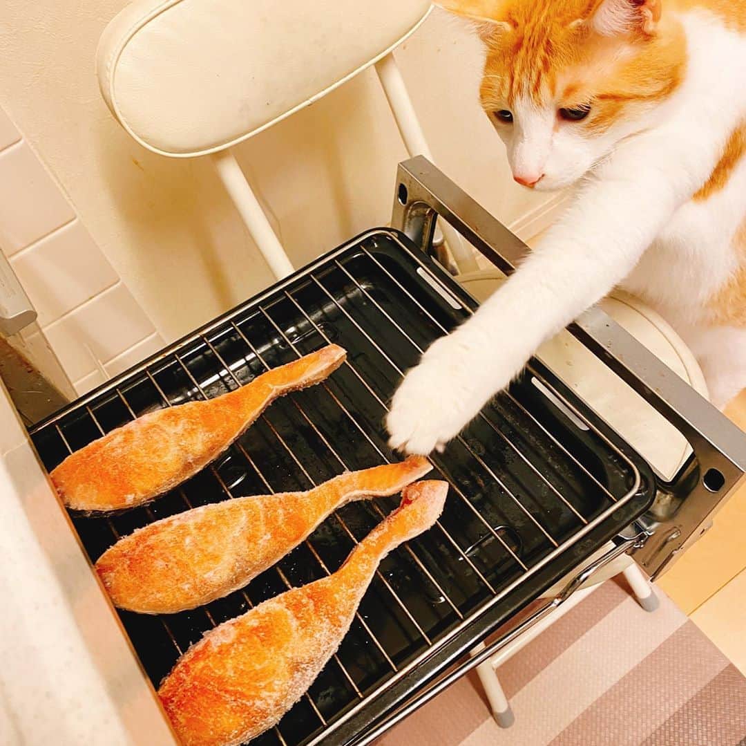 のインスタグラム：「子どもの宿題を見るのか、魚を見張るのか迷い中…😅💦 #brother4 #猫のいる暮らし #猫あるある」