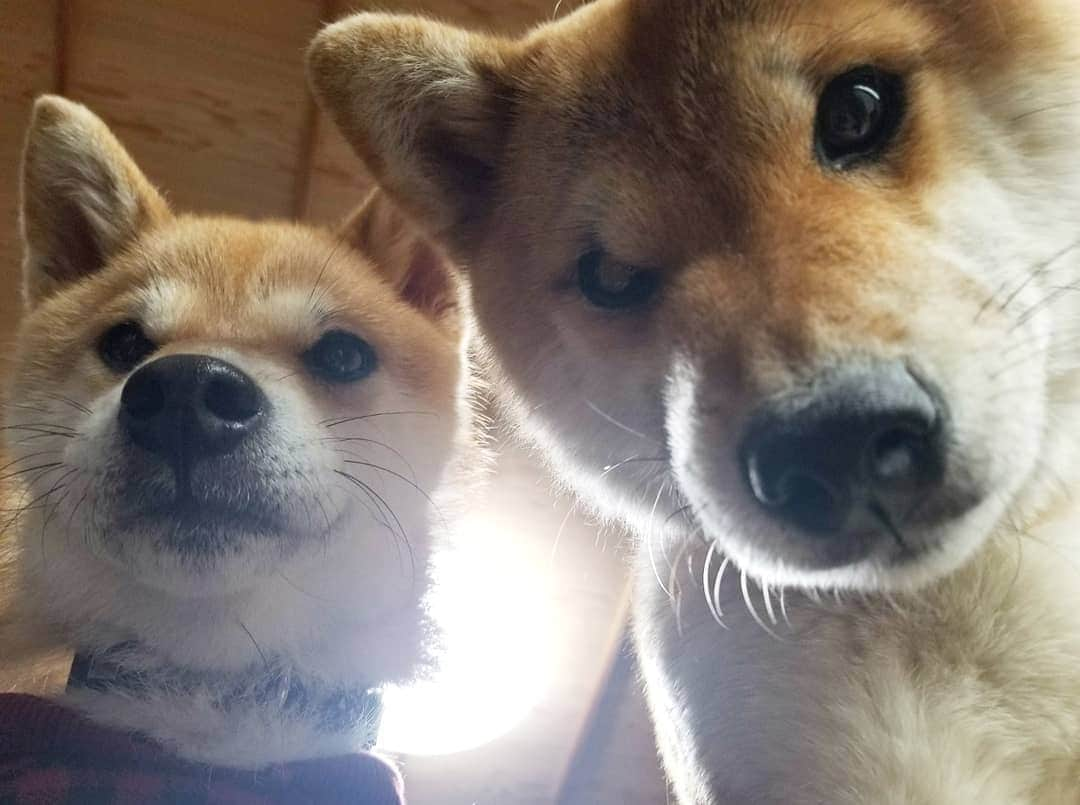 柴犬たま Shibainu Tamaのインスタグラム