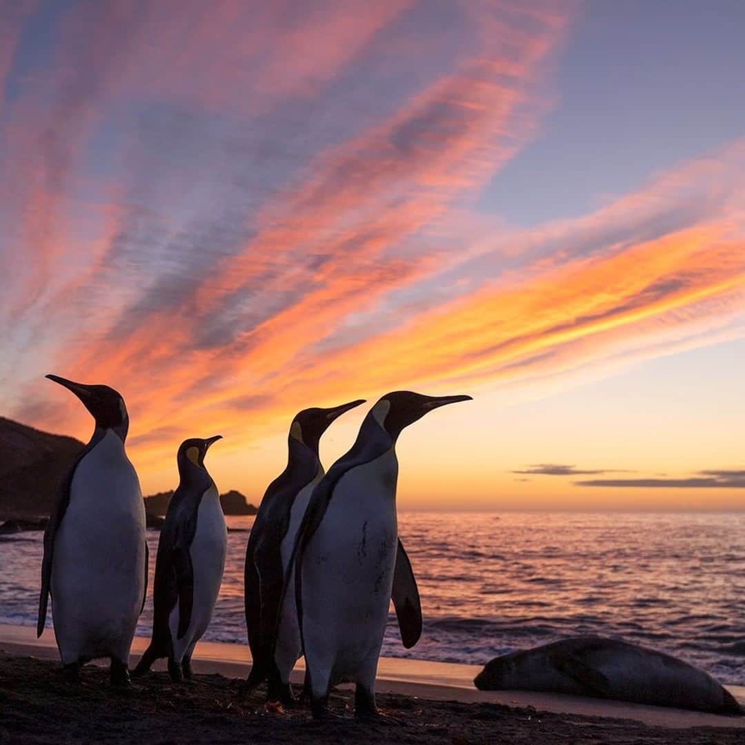 National Geographic Travelさんのインスタグラム写真 - (National Geographic TravelInstagram)「Photo by @daisygilardini | An early morning landing at Gold Harbour on South Georgia Island gave me the opportunity to capture these king penguins’ silhouettes juxtaposed against the colorful sky. I simply adore being in the field and witnessing the day coming to life, the sky magically turning from black to orange, and the wildlife waking up. South Georgia Island is a photographer’s paradise, especially during a breathtaking sunrise. Follow me @DaisyGilardini for more images and stories behind the scenes. #southgeorgia #penguin #kingpenguin #Antarctica #SouthGeorgia」2月6日 18時08分 - natgeotravel