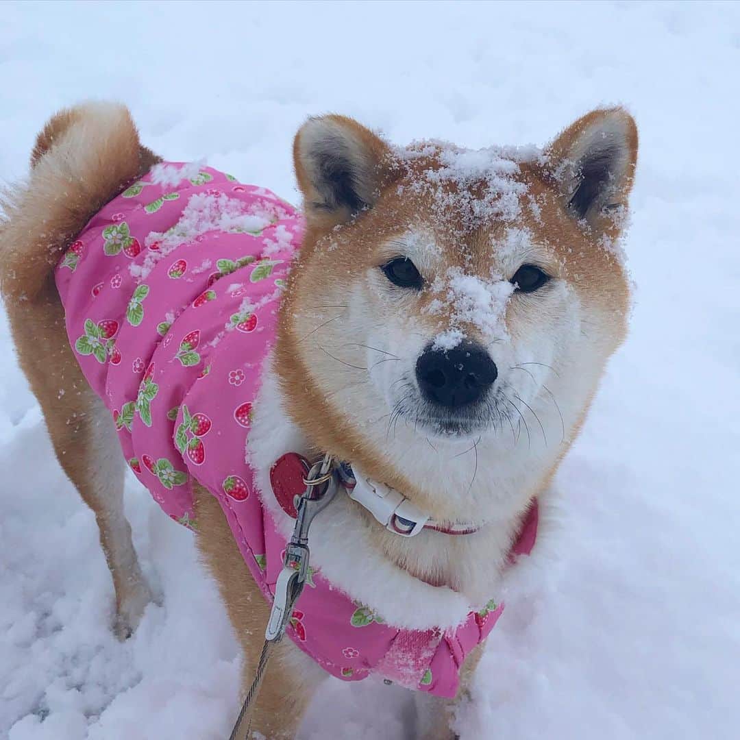 マロたんのインスタグラム：「I love the snow, it's so exciting⛄️ ゆーーーきーーーーーーー！ #shiba #shibainu #weeklyfluff」