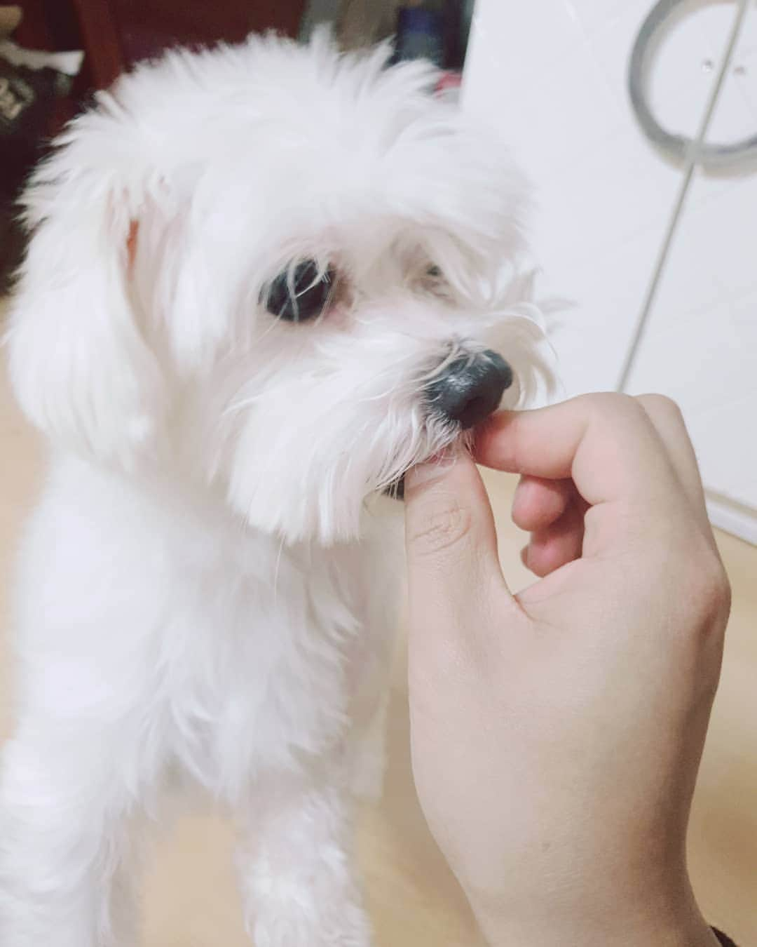 ロクヒョンさんのインスタグラム写真 - (ロクヒョンInstagram)「우리보리😍 기..기.기.기기기다려ㅜㅜ 기다려가 어렵네.. (feat.내동생 통화목소리..)」2月6日 19時14分 - k_rockhyeon