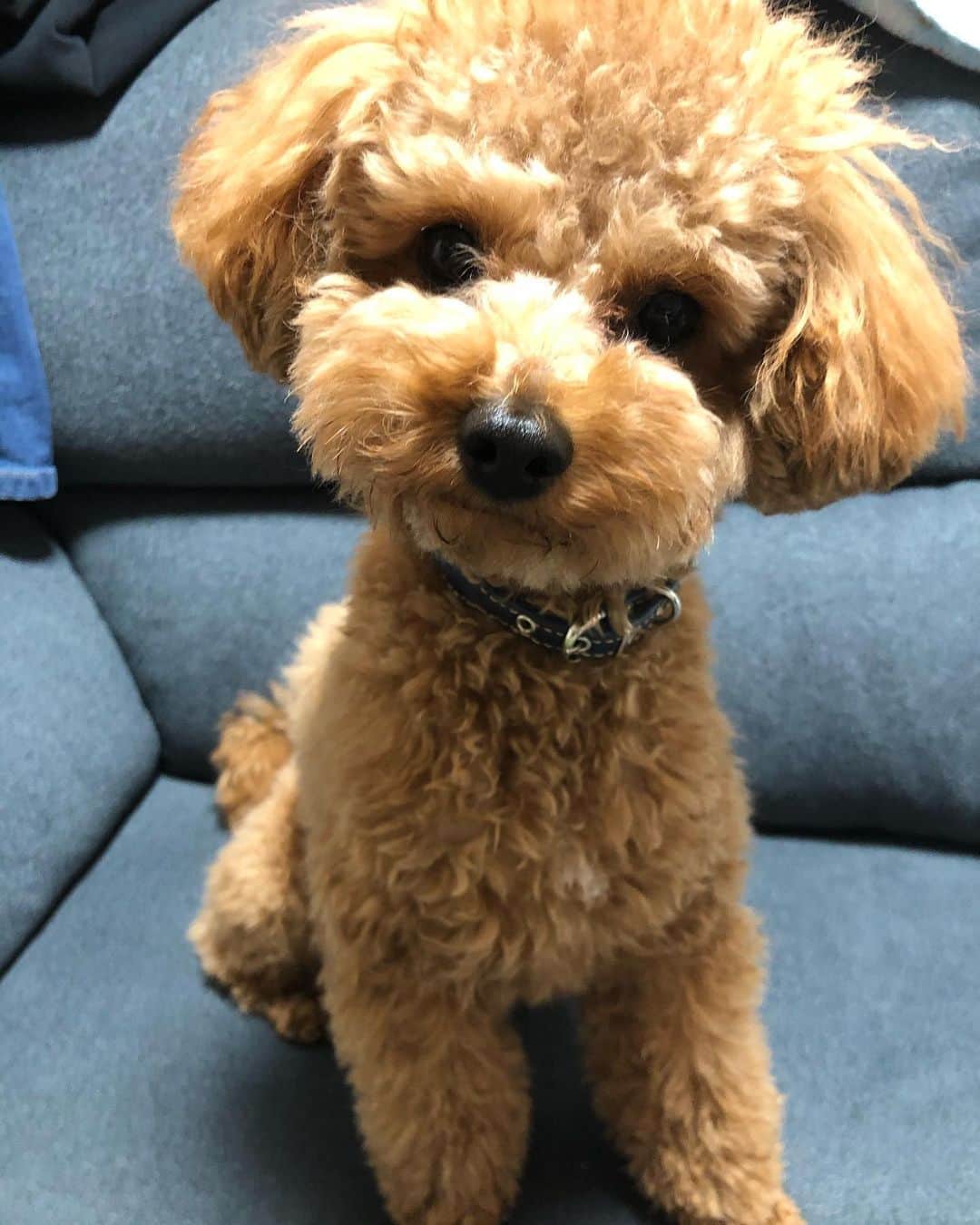 田中達也のインスタグラム：「#先日一歳になりました #愛犬」